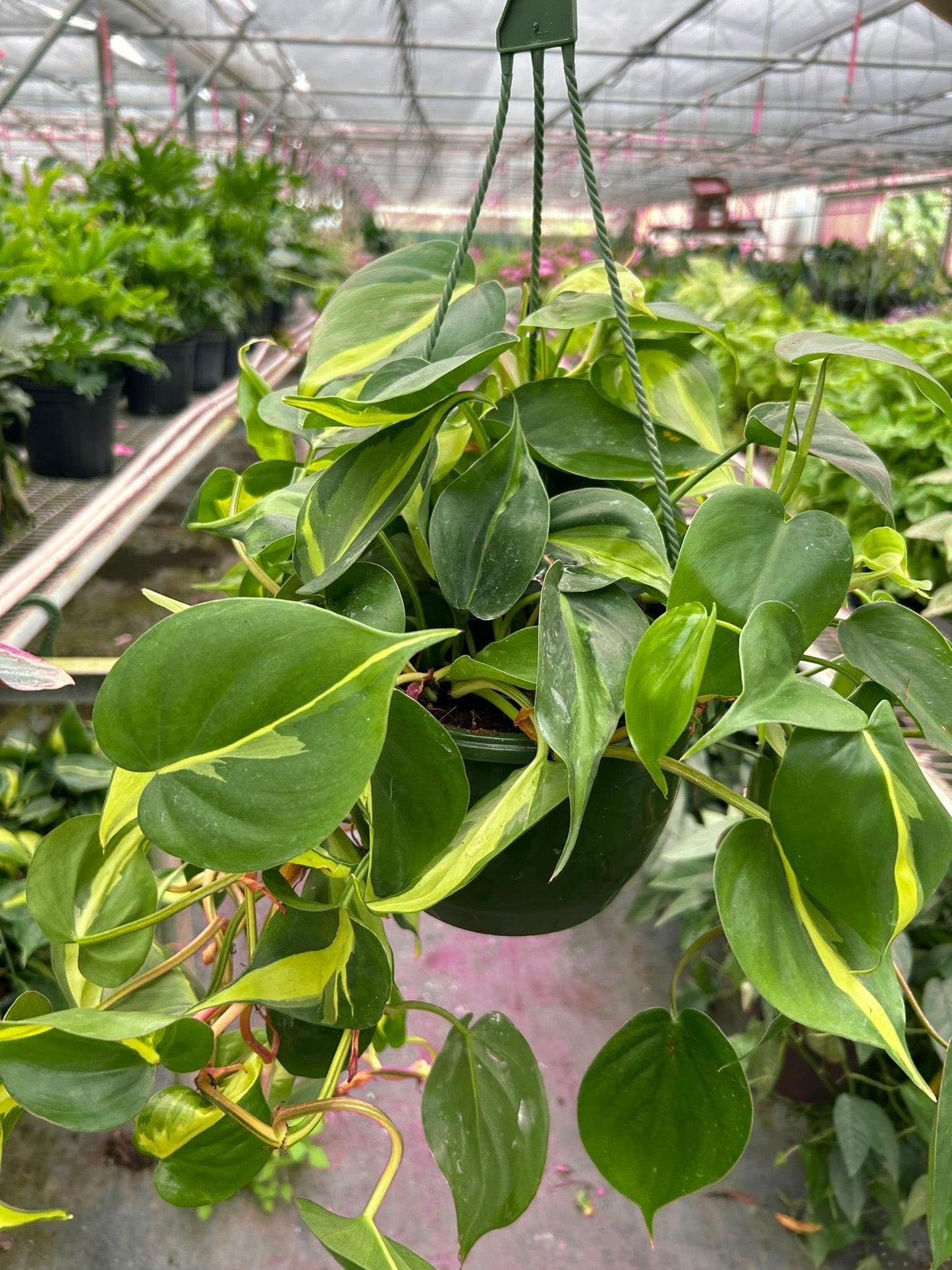 Philodendron 'Brasil' in 3in Pot - Live Tropical Houseplant - Easy to Grow | Air Purifying | Variegated | USA Growers | The Snobby Leaf