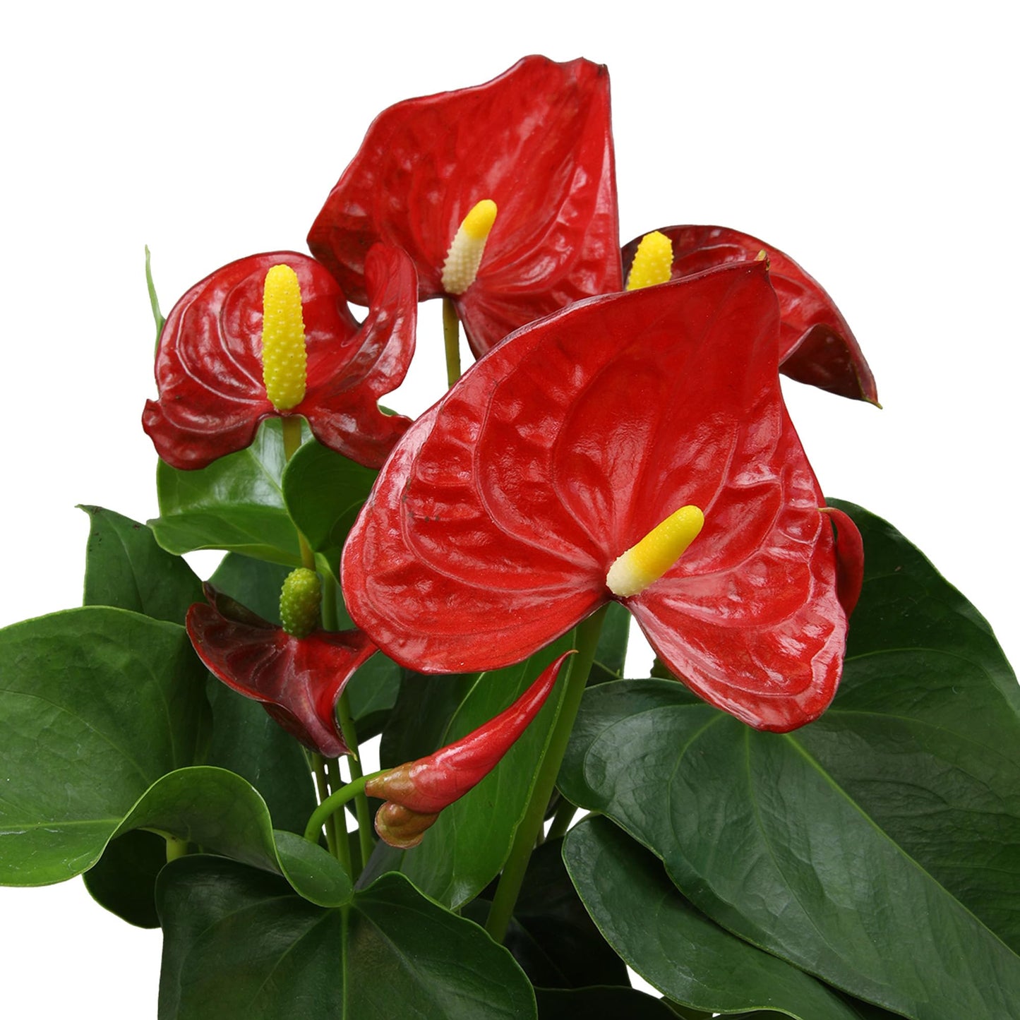 Red Anthurium Live Plant Decor 10-12" in Modern Planter, Plant Lover Gifts for Plant Lovers, Live Plants Indoor Plants Live Houseplants, Real Plants Indoor House Plants Easy Plants by Plants for Pets