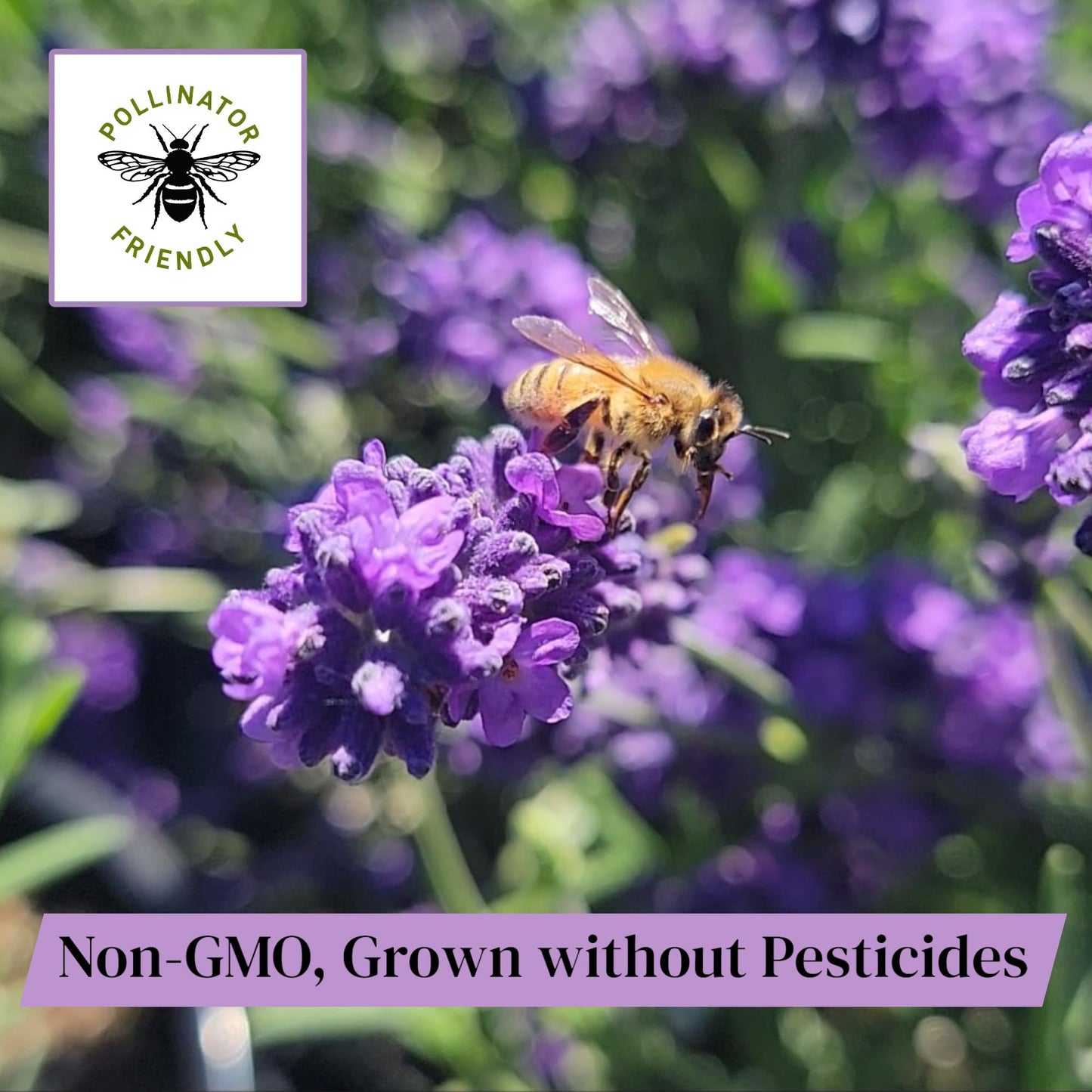 L+ Grosso Lavender — 1 Live Plant in 4" Pots — Deep Violet Flowers — Fragrant, Bee-Friendly, Drought & Deer Resistant Perennial — Zones 5–9, Cut Flower & Sachet