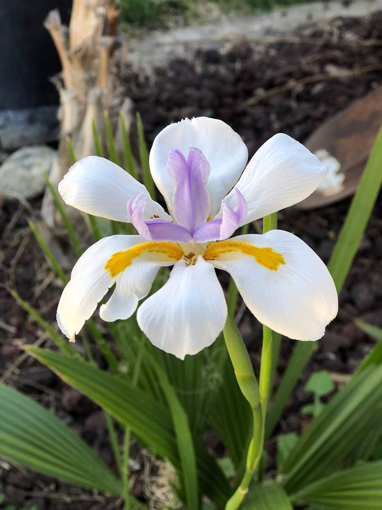 African Iris White - 10 Live Plants - Dietes Iridioides - Drought Tolerant Groundcover Grass