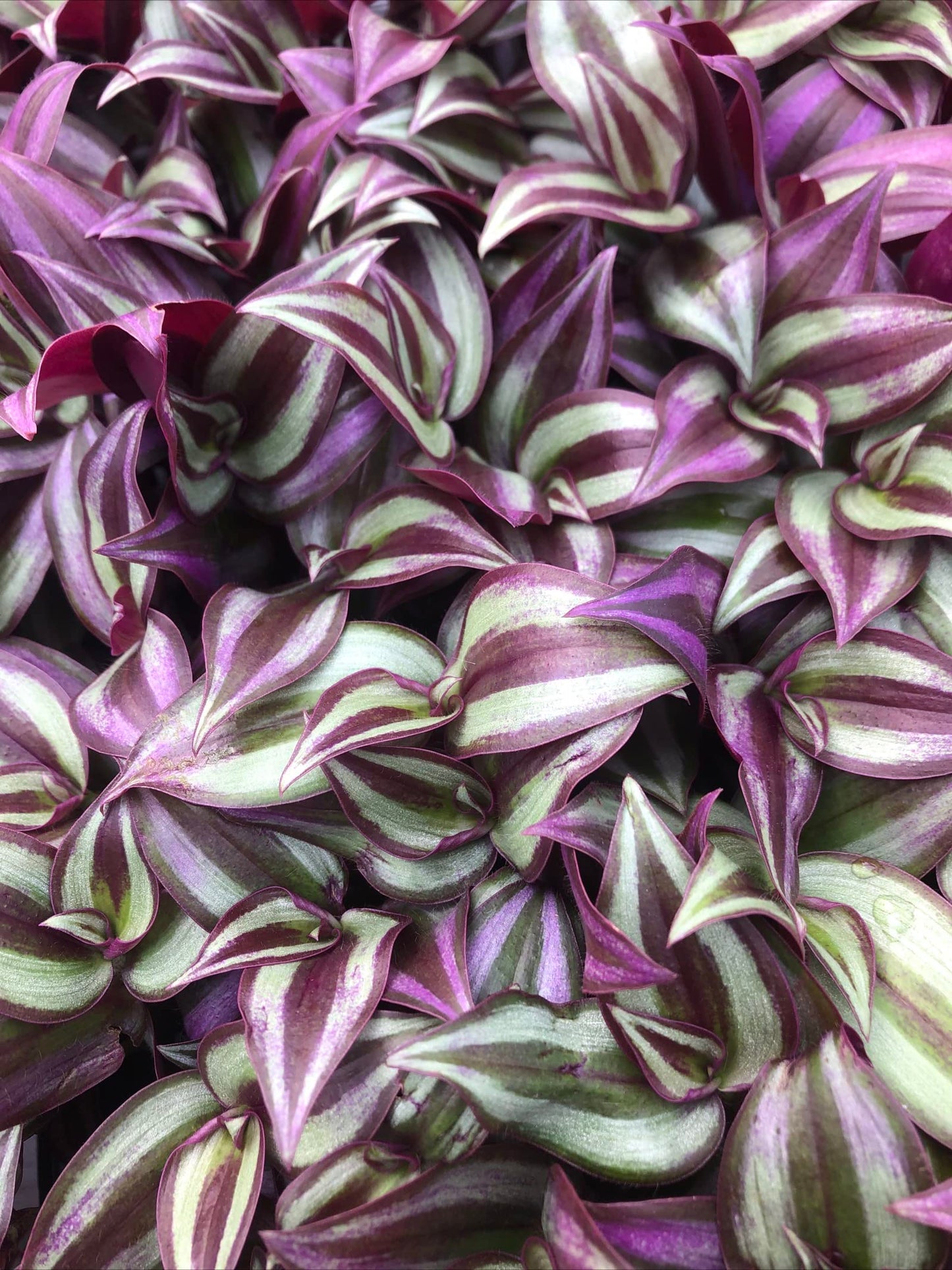Tradescantia Zebrina ~ 10 Rooted cuttings ~ Wandering Jew Starter Plants
