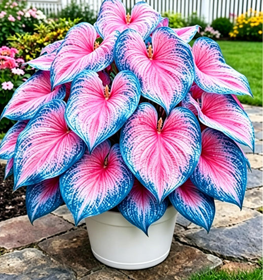 Caladium Seeds, Elephant Ear, 500+ Perennial Plant Seeds, Stunning Colorful Heart-Shaped Leaves - Fast Growing, for Pots, Planters, Gardens & Landscaping (Blue)