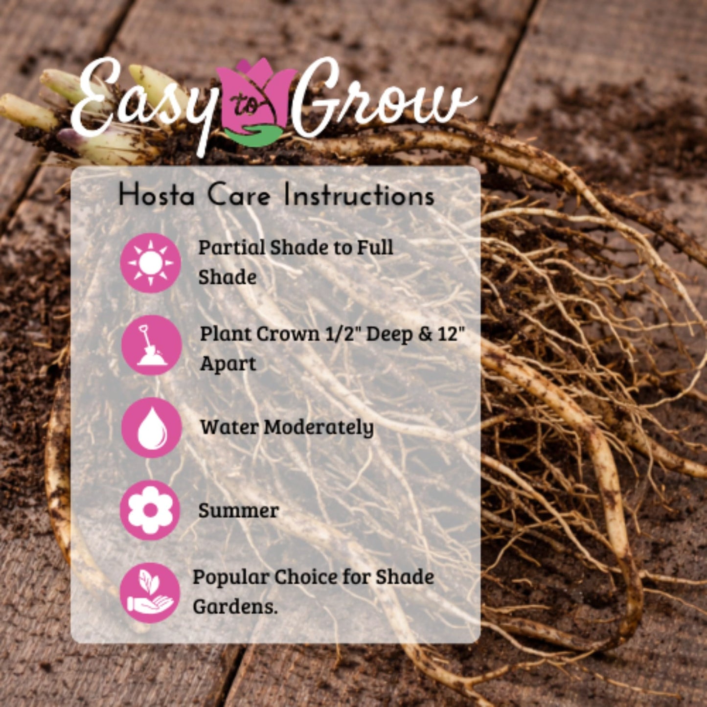 Easy to Grow Hosta T-Rex 3 Trimmed Bareroot Plants - Large Blue-Green Foliage for Shade, Summer Flowers Attract Hummingbirds, Giant Hosta Type