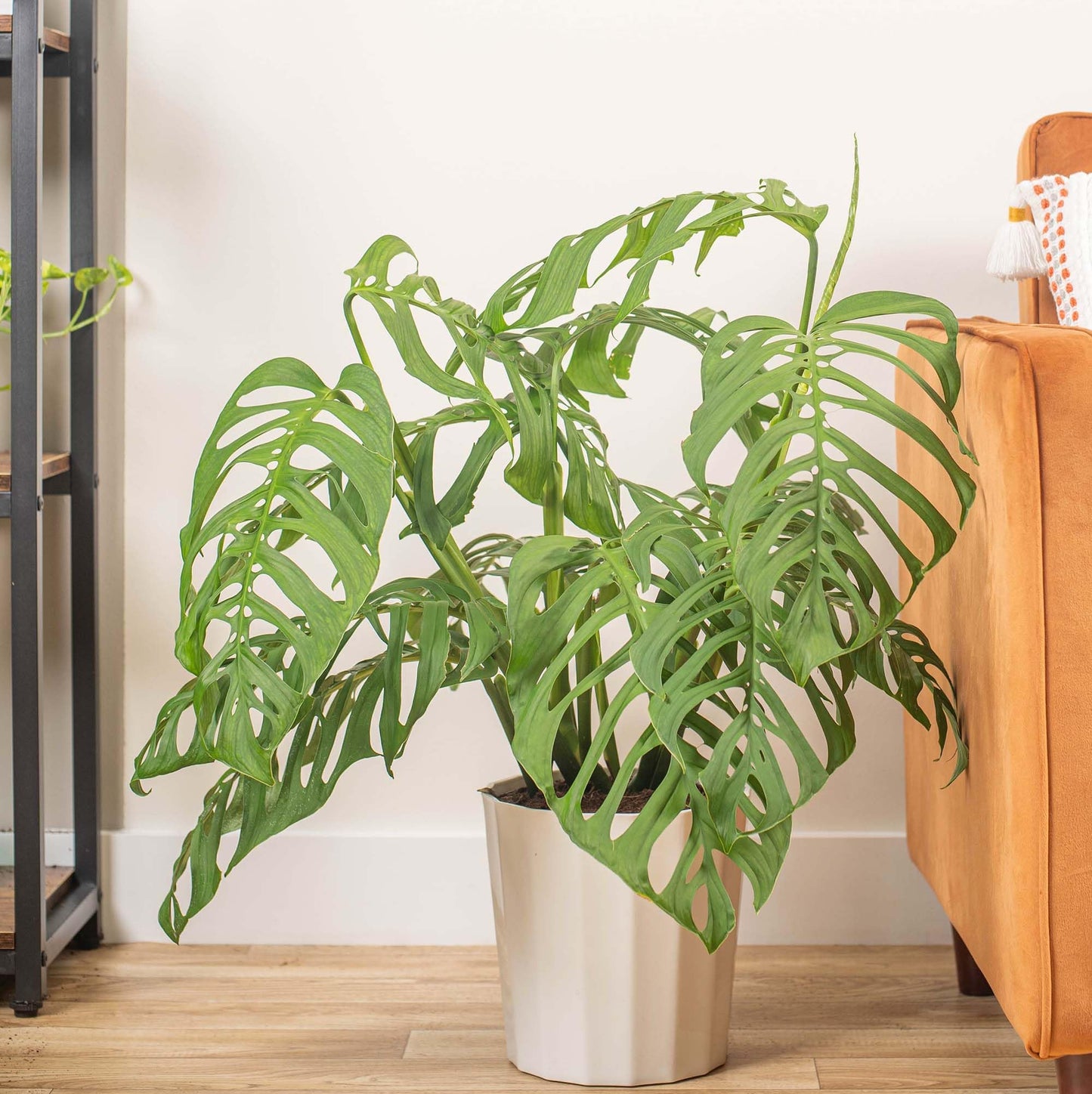 70pcs Variegated Monstera Seeds – Green & White Tropical Foliage Plant Seeds for Planting, Easy to Grow Indoor & Outdoor Houseplant, Decorative Jungle Vibe Seeds for Home or Garden