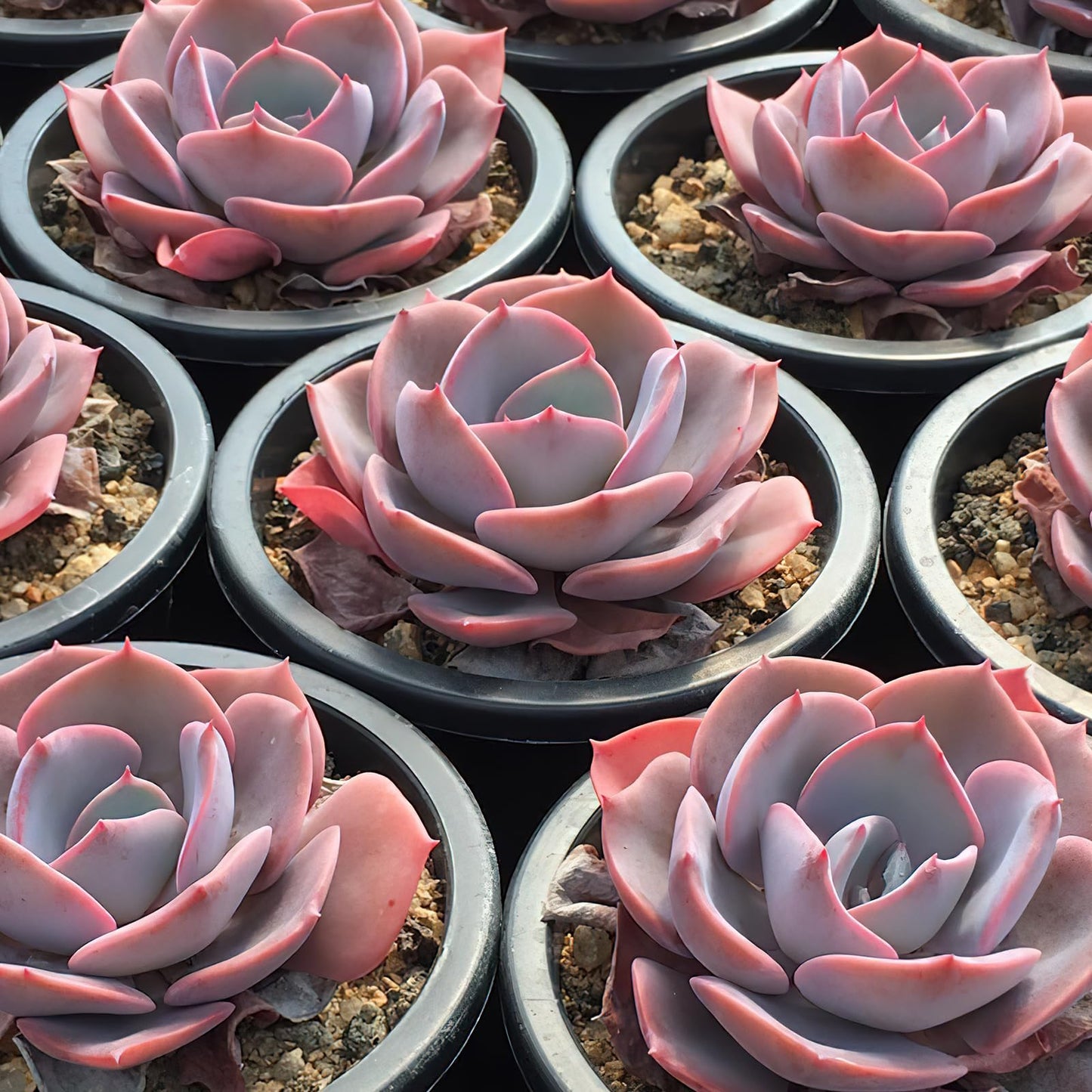 Sprout N Green Live Echeveria 'Dusty Rose', Rare Mini Succulent Plant Fully Rooted in 4" Pot, Real House Plant for Indoor Outdoor Home Office Wedding Decoration Party Favor