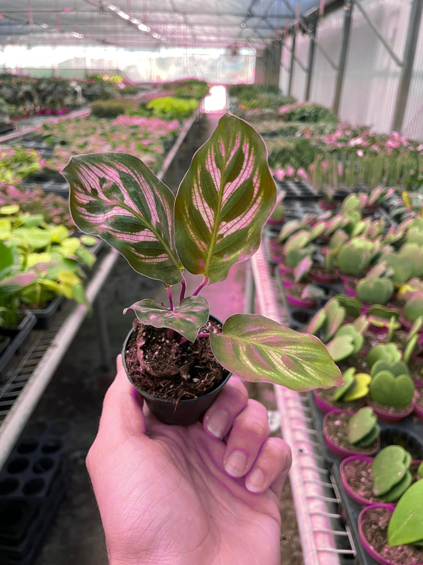 9 Pack Calathea 'Makoyana' in 4in Pot - Live Tropical Houseplant - Easy to Grow | Air Purifying | Pet Friendly | Variegated | USA Growers | The Snobby Leaf