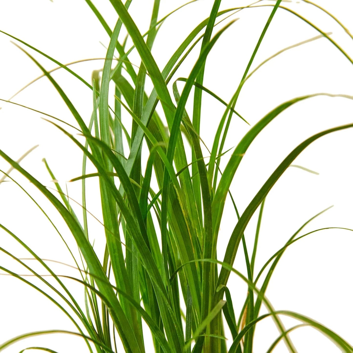 Palm Ponytail in 3in Pot - Live Plants Tropical Houseplants | Variegated | USA Growers | The Snobby Leaf