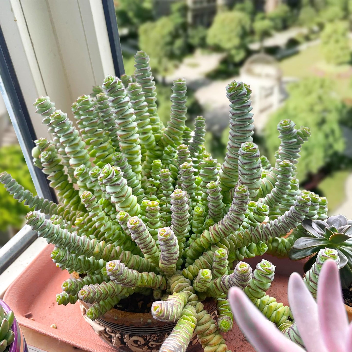 Sprout N Green 4" String of Buttons, Live Crassula 'Baby's Necklace' Trailing Succulent Rooted in Pot, Houseplant for Home Office Hanging Decoration, DIY Projects, Party Favor, Keep Away from Pets