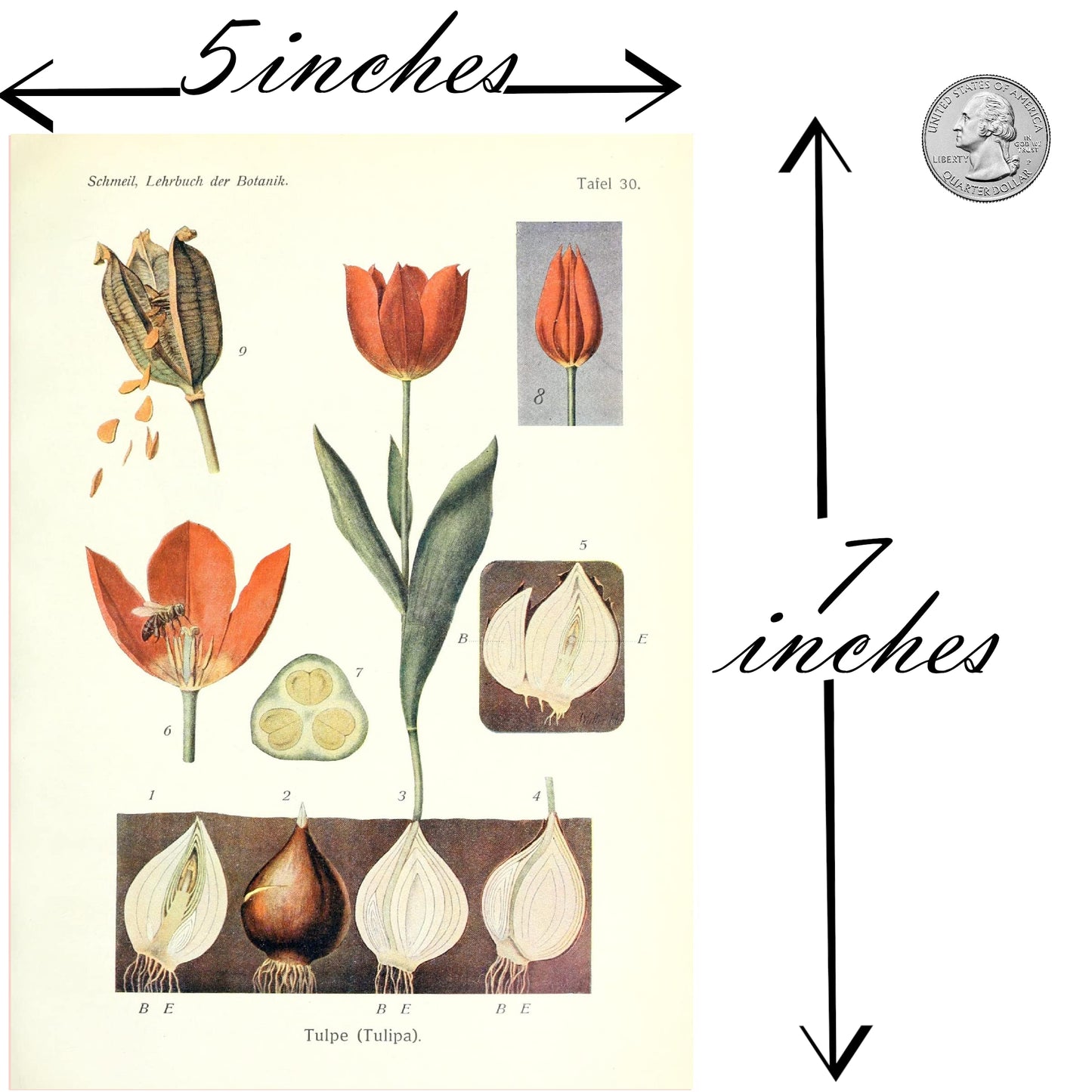 Ink Inc. Botanical Prints Wall Art Woodland Plants - Fern Wildflower Mushroom - Set of 9 5x7- Unframed