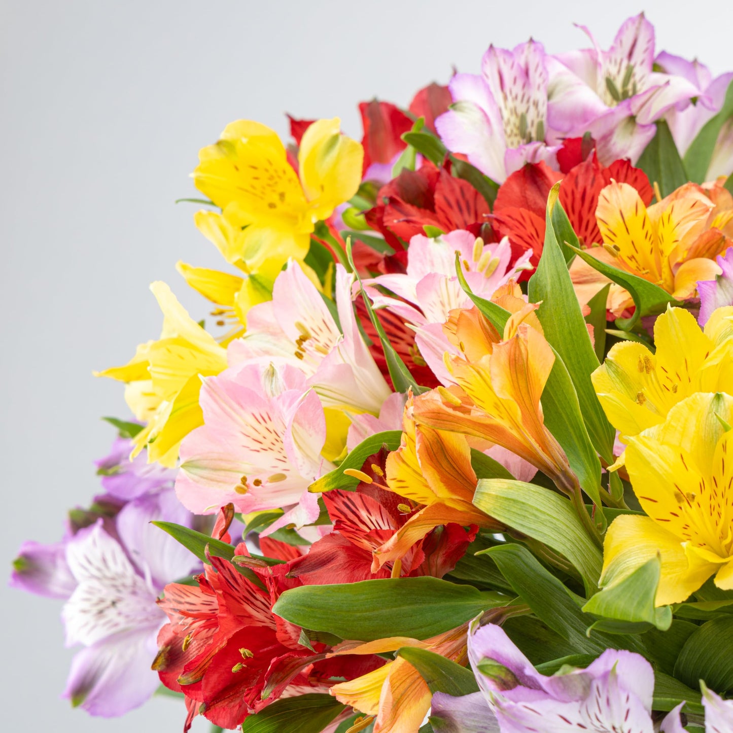 Benchmark Bouquets - Alstroemeria Fresh Flower Bouquet - Mothers Day Flowers for Delivery - Assorted Peruvian Lilies in a Vase - Birthday Flowers for Women - Glass Vase Included (20 Stems)