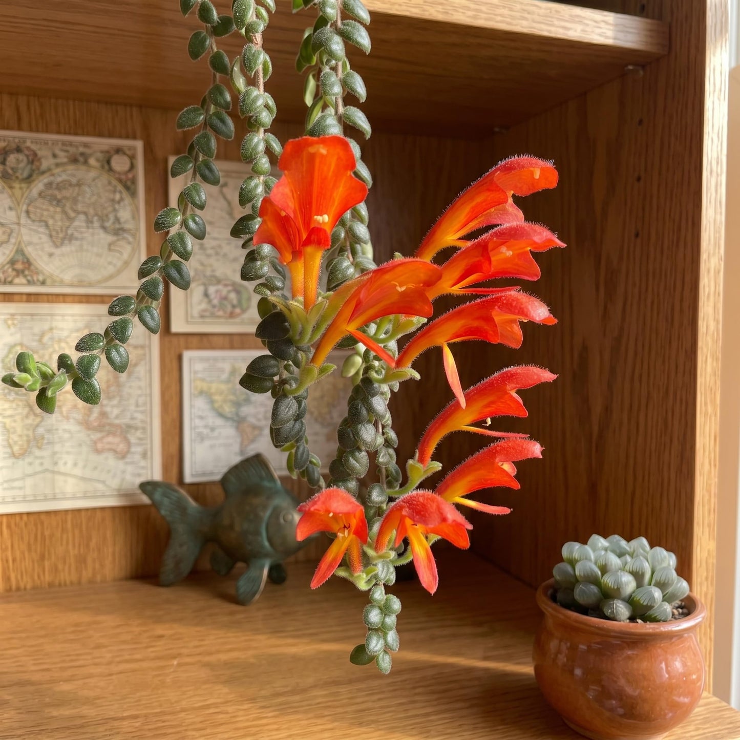 Trailing Goldfish Flowers Plants Live Houseplants, 4-6 Inch Tall, Long Leaf Golden Fish Plants, Flowering Trailing Plant Suitable for Gifts & Ideal for Home Interiors