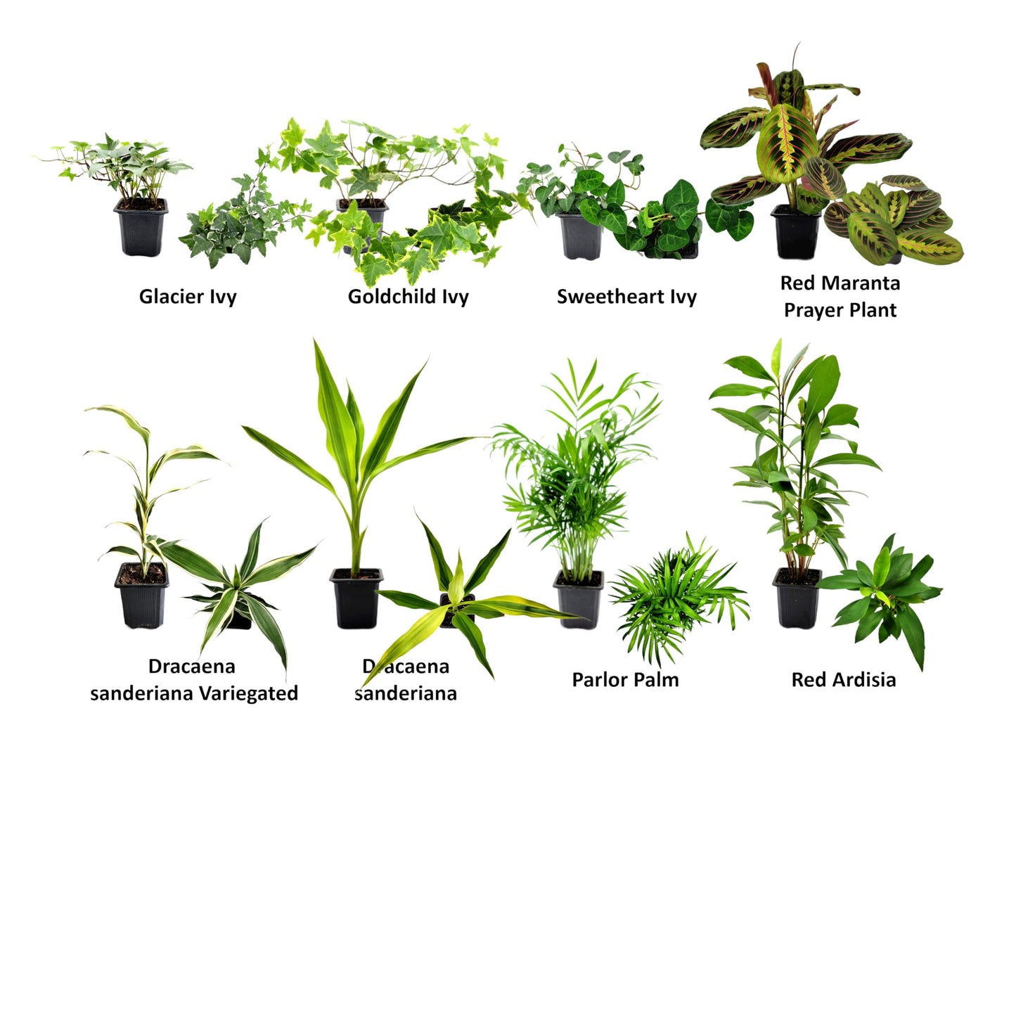 6PK 3” Pot Live Plant Collection, No Duplicates for up to Three Packs (18 Plants), Live Indoor Houseplants, Live House Plants, Easy to Grow, Indoor Gardening, Home, Office Décor, Gifts