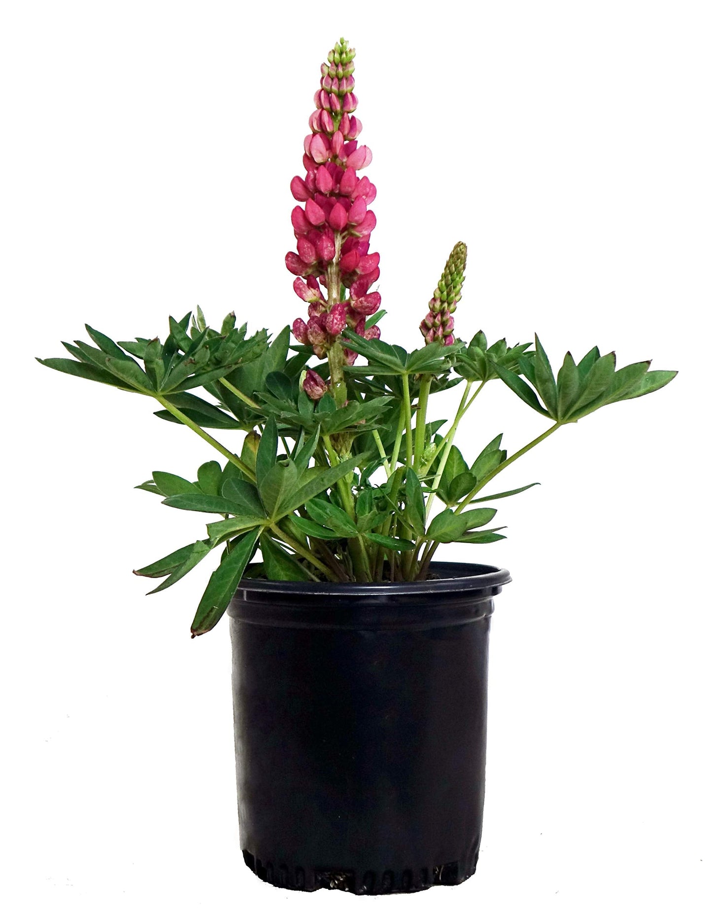 Lupinus 'Gallery Red' (Lupine) Perennial, red flowers, 1 - Size Container