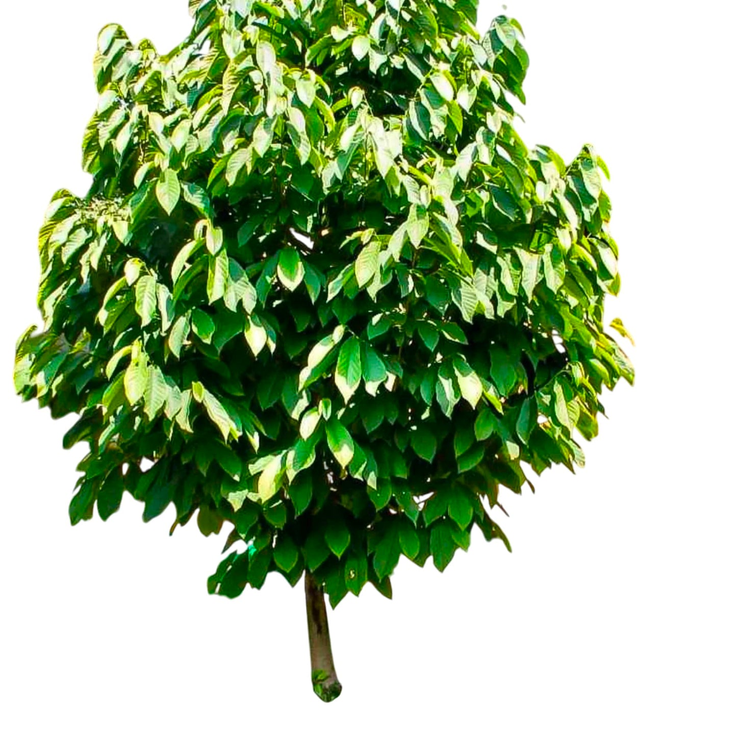 Pawpaw Tree Live Plant – Cold Hardy Native Fruit Tree with Sweet Tropical-Flavored Fruit for Edible Landscapes (Liner/Potted/Single Plant)