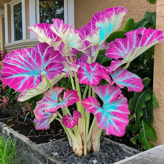 OJHJXUG Giant Elephant Ear Colocasia, Tropical Outdoor, Large Dramatic Foliage,for Patio Garden Pond Side Landscape Yard Decor (4)