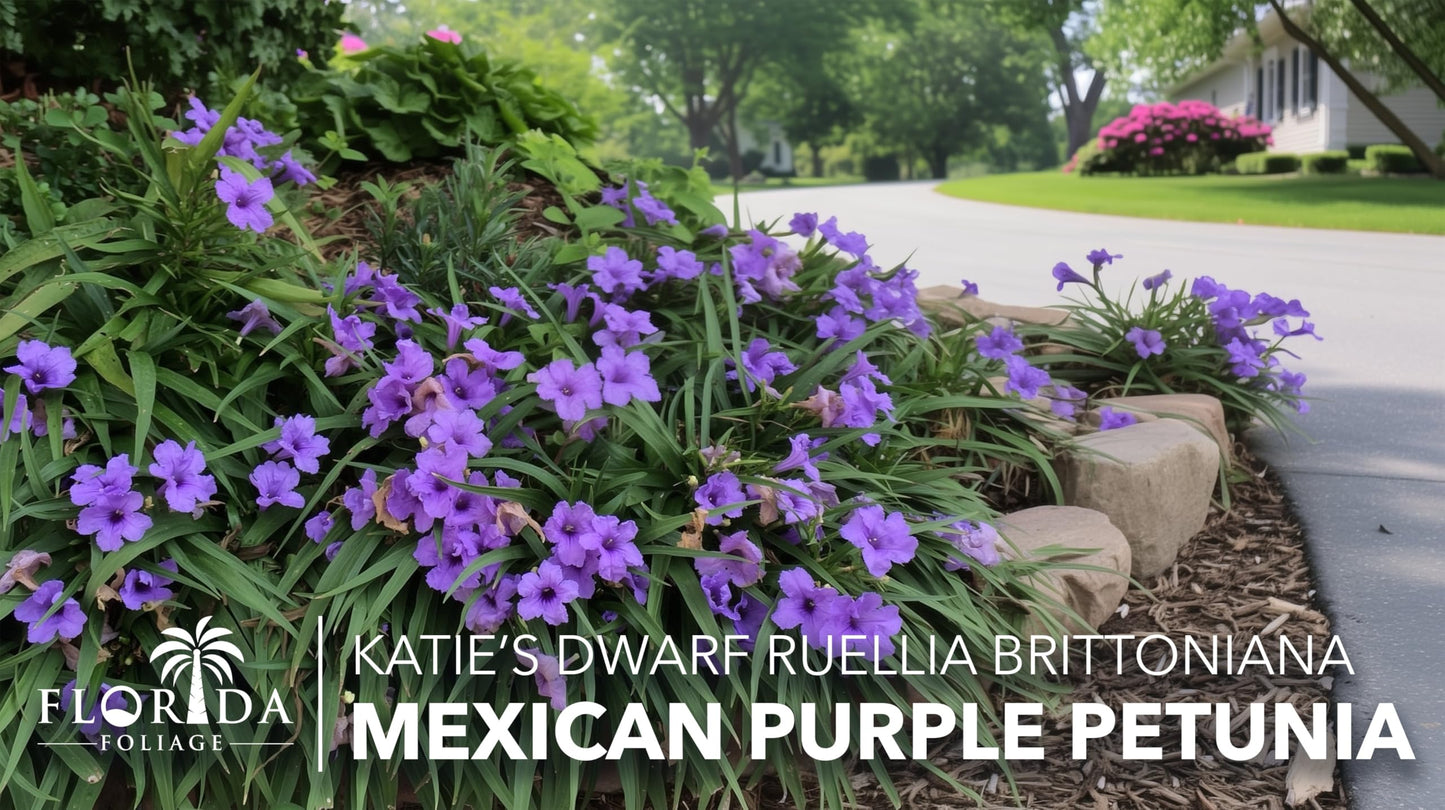 Katie's Dwarf Mexican Petunia Purple | 3 Live Plants | Ruellia brittoniana | Compact Flowering Perennial | Low Growing Pollinator Favorite for Walkways Borders Containers Landscaping