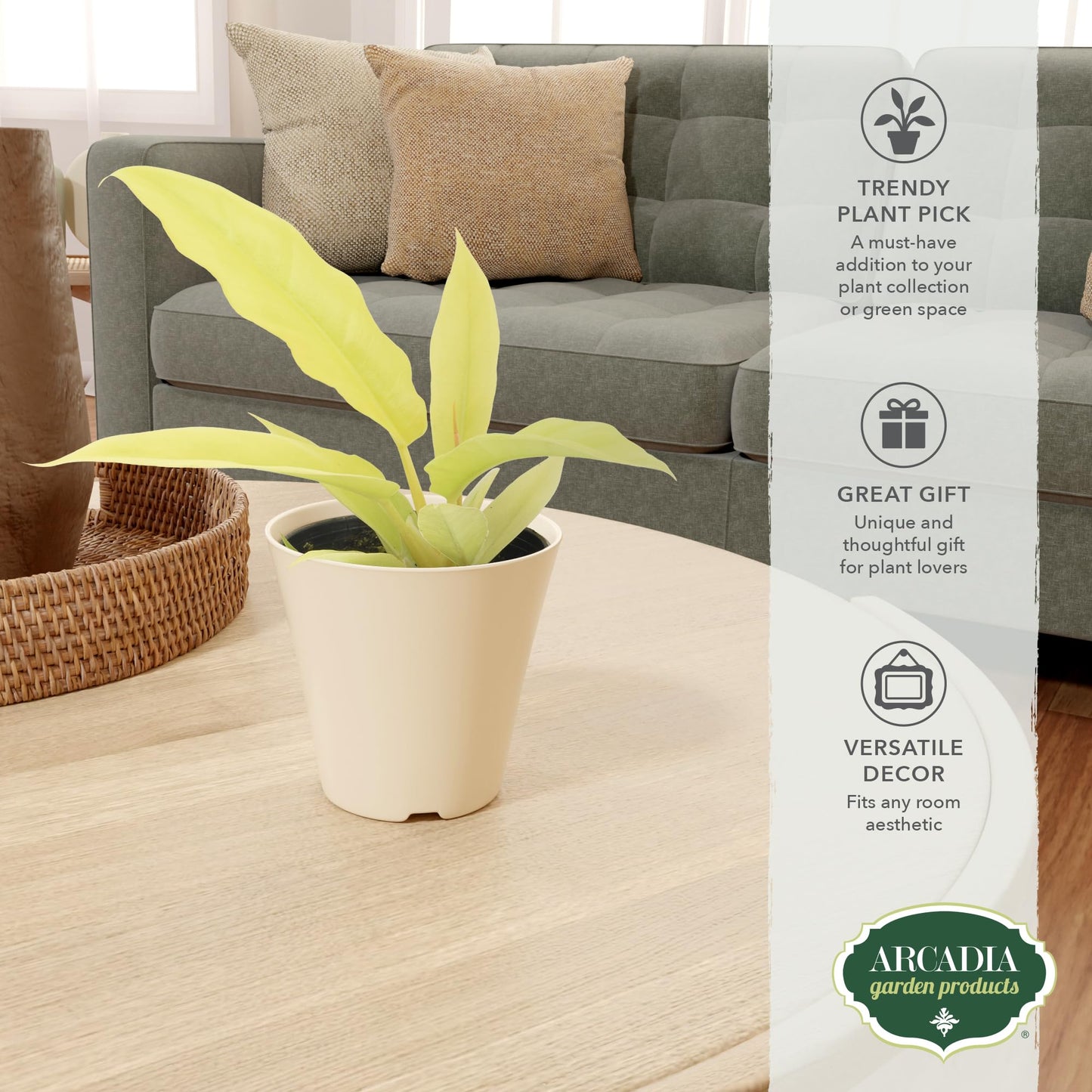 Arcadia Garden Products Live Golden Crocodile Philodendron Rare Indoor Houseplant in Plastic Pot, Tropical Plant Collector Gift for Home and Garden Decor, 4-inch, Beige