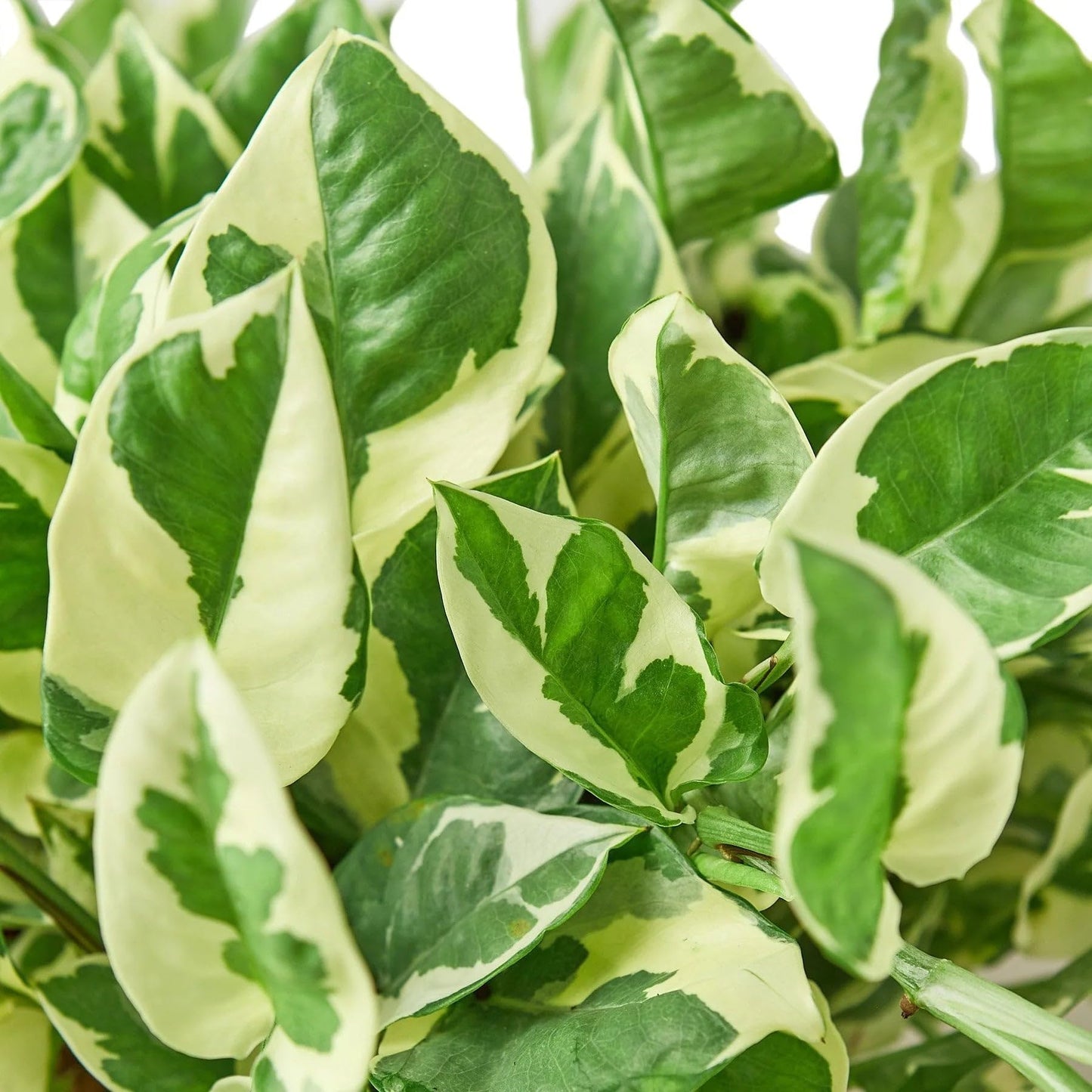 Pothos 'N'joy' | Live Plant for Indoor & Outdoor | for Living Room, Office, Bathroom | (6" Pot, White Cylinder)