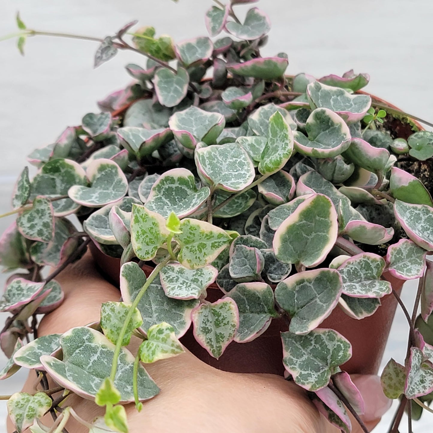 Rare Variegated String of Hearts - Ceropegia Woodii Variegata, Live Houseplants in 4" Pot by 3exoticgreen | Indoor Plants, Live Indoor Plants | Variegated Purple Hearts Plant