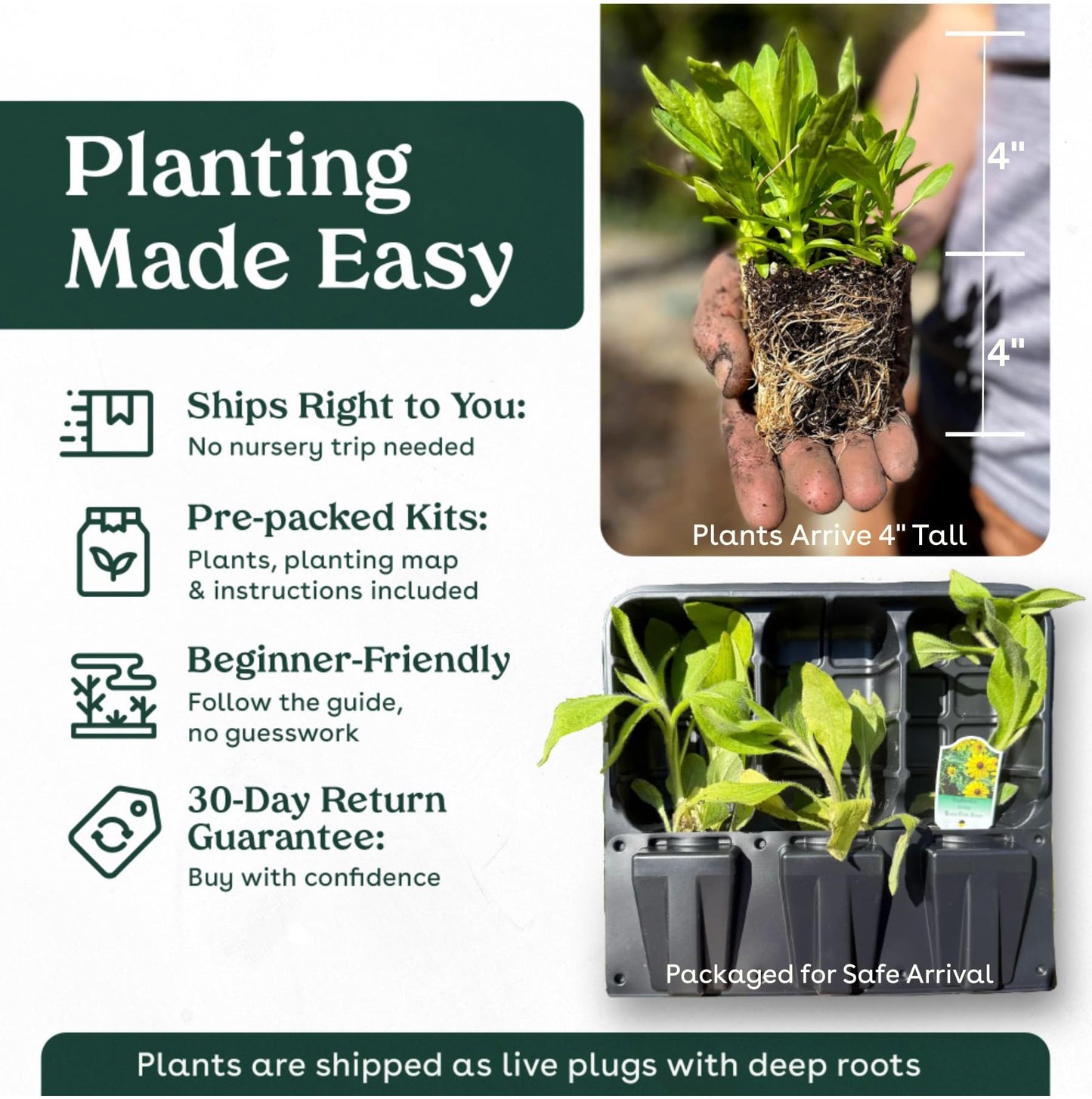 White Sage 3 Live Plants (Salvia apiana) – Sacred California Native Bee Sage Shrub for Outdoor Gardens, Fragrant Silver Leaves, Drought Tolerant Pollinator Friendly Landscaping