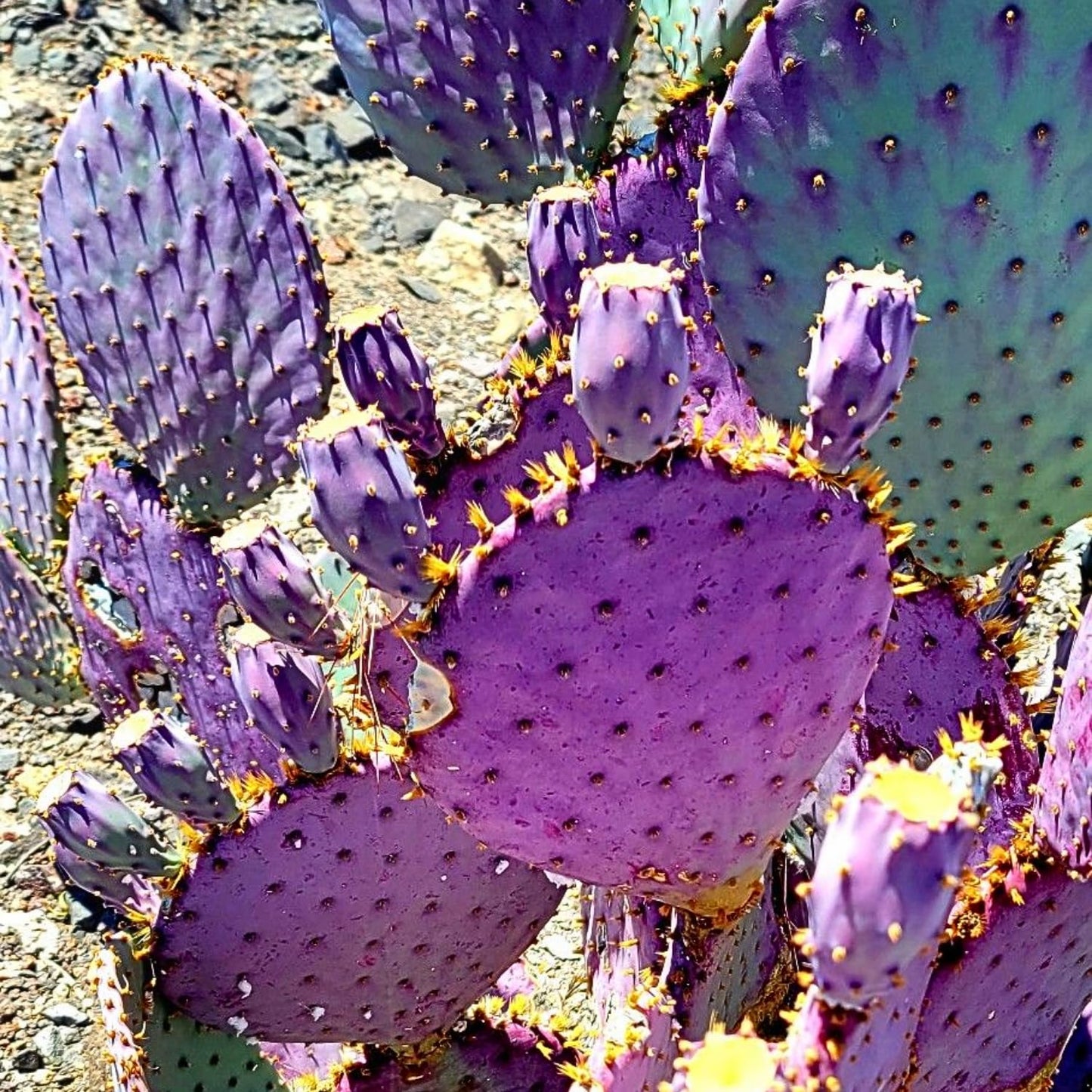 Set 2 Purple Prickly Pear Cactus, Fast Growing Cactus Live Plant 5-8'' Tall, Ready to Grow, Outdoor Garden Planting