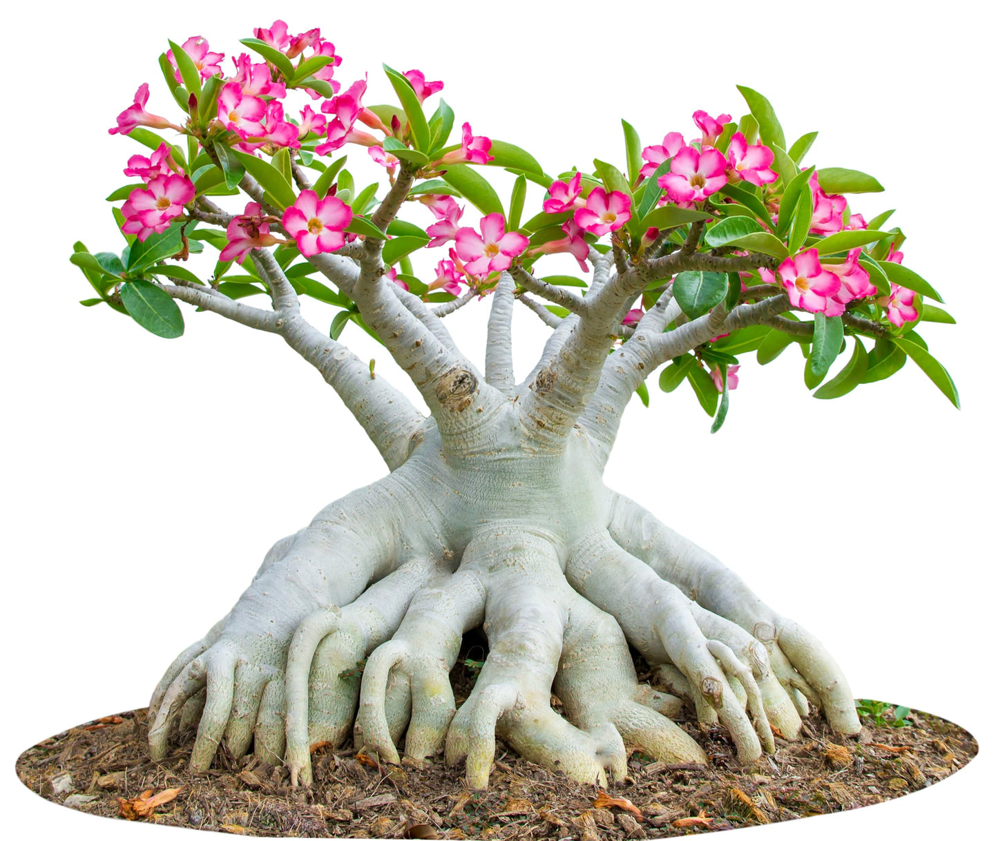 100 Desert Rose Seeds for Planting Mixed Color Ready to Grow Adenium Obesum Seed Exotic Succulent Colorful Bonsai Plant Tropical Rose Flower Planting Non-GMO Heirloom (100, Seeds)