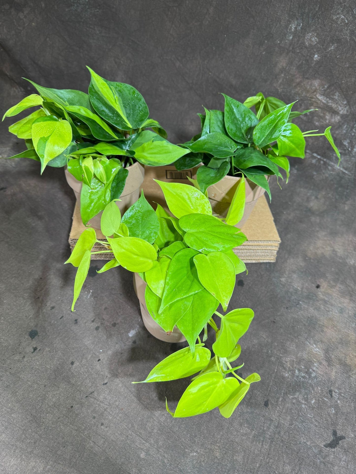 PLANTVERS Set of 3 Philodendron Plants in 4'' Nursery Pots – Brazil, Lemon Lime & Jade Heartleaf Philodendron Varieties – Live Indoor Vining Houseplants – Variegated Easy Care & Air Purifying Plants