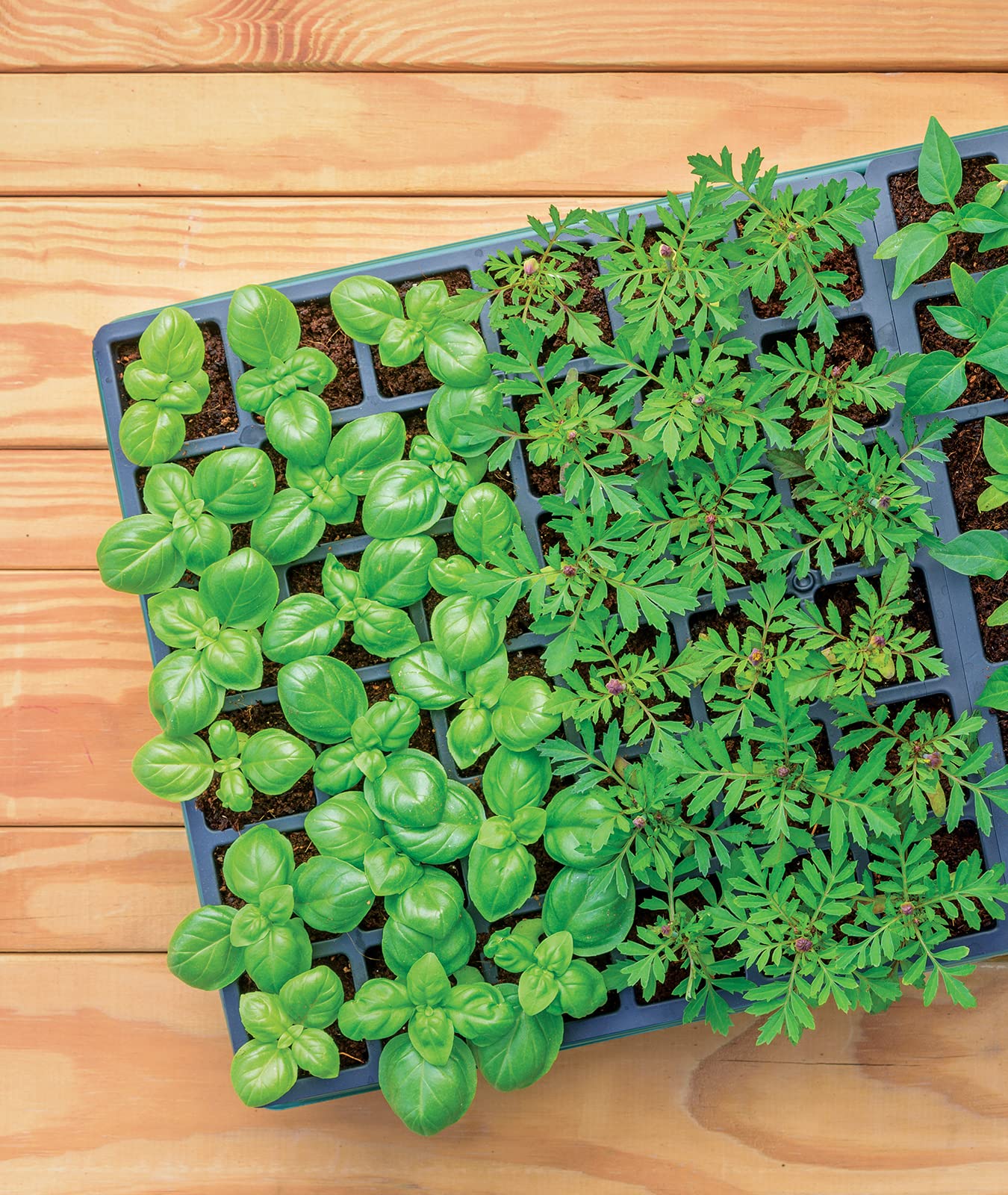 Burpee XL Self-Watering Growing System Indoor Seed Starting 10" W x 20" L x 5" H, 1 Kit (32 Cells)