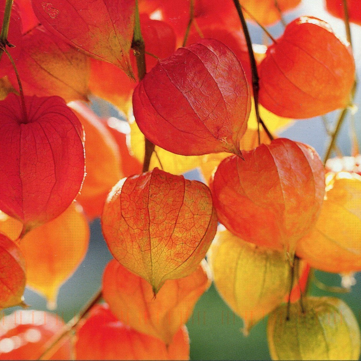 Frozen Seed Capsules - Chinese Lantern (Physalis Alkekengi) - Grow Now or Store for Future Planting - Capsule of 30 Seeds