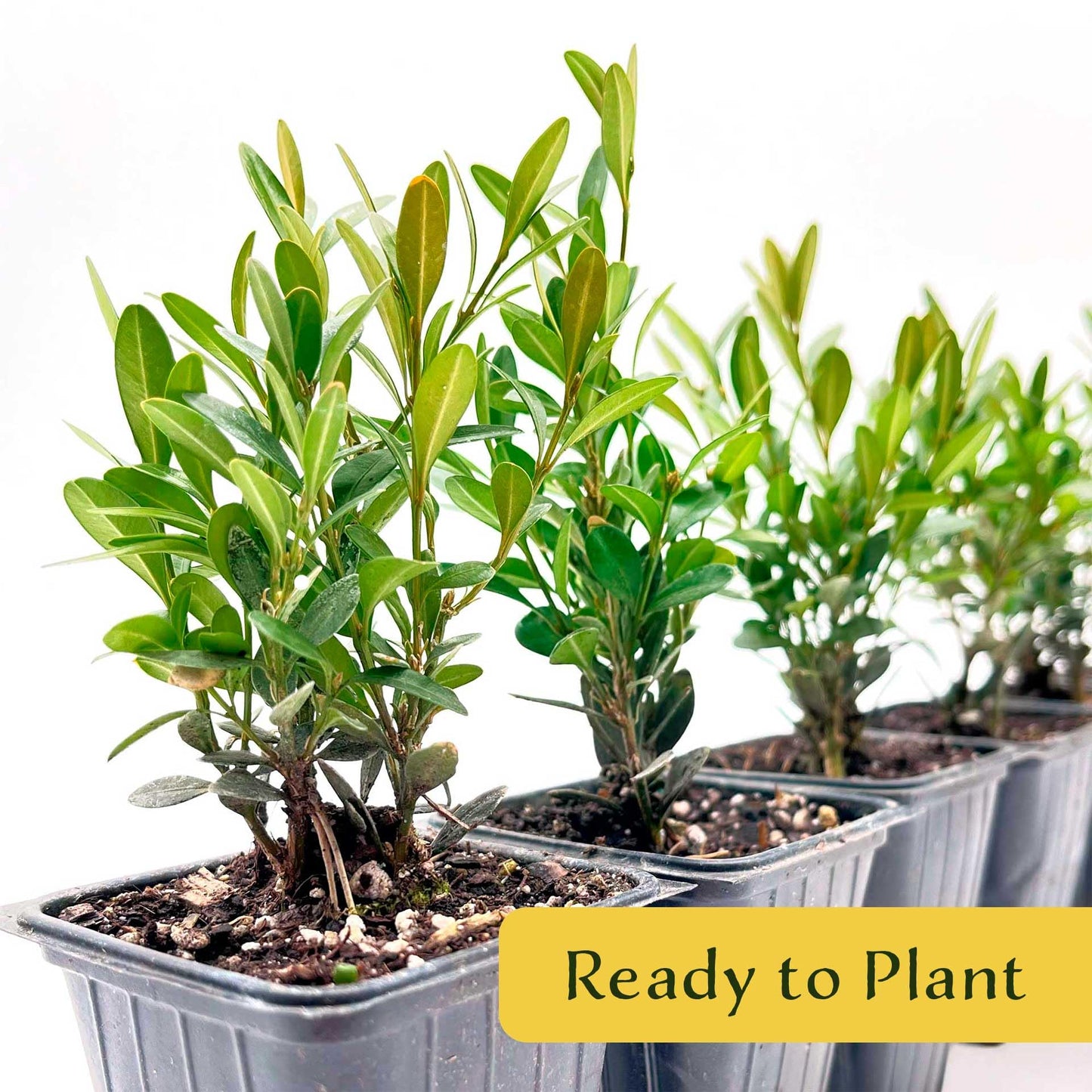2 Green Gem Boxwood – Compact Rounded Evergreen Shrub for Low Hedges, Borders & Container Planting (Buxus sempervirens ‘Green Gem’) in 3.5″ Cubes, Live Plants