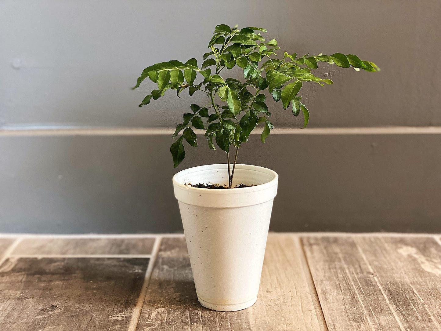 Curry Leaf Plant - Live Plant (Murraya Koenigii), 6 Inches