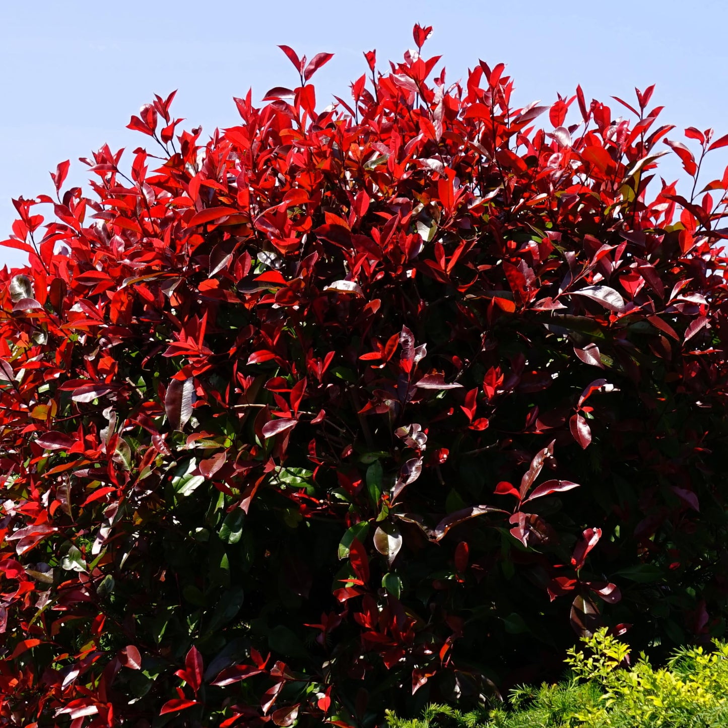 2 Bareroots Dormant Burning Bush Shrub Live Plants Rooted Cuttings, 6-12" Tall, Dormant, No Leaf, No Pot, Hardy Burning Bush Shrub for Outdoor Landscaping