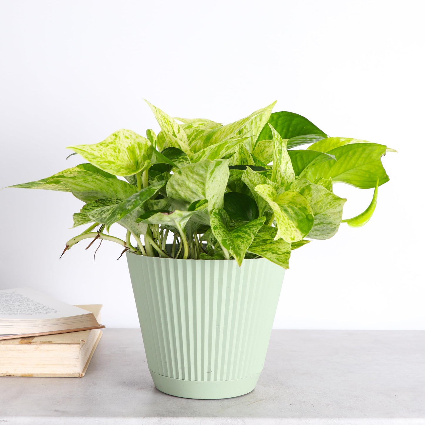 Thorsen's Greenhouse Marble Queen Pothos, Live Indoor Plant, Easy to Grow, Rare Variegated Houseplant, Natural Air Purifier, 6-inch Diameter Pot (Sage)