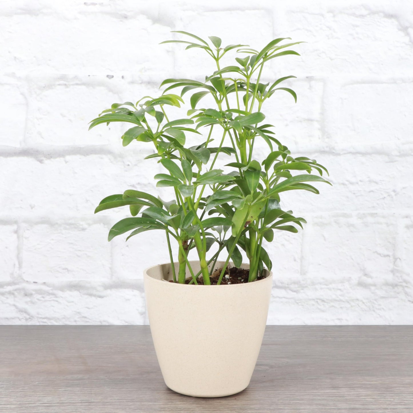 Thorsen's Greenhouse Live Arboricola Umbrella Tree Plant, Schefflera Arboricola, Natural Air Purifier, Easy to Grow, Live Indoor Houseplant, 4-inch Diameter (Natural)