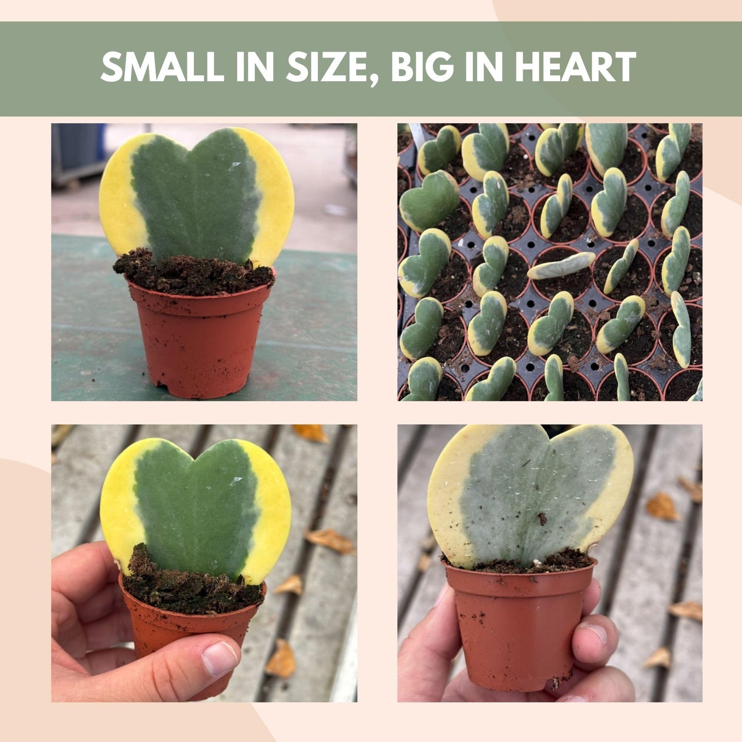 Hoya Heart Variegated Kerri Live Plant in 2-Inch Pot - Rare Heart Succulent, Easy to Care Air-Purifying Houseplant for Home, Office, Wedding Décor, and Birthday Gifts (Heat Pack Included)