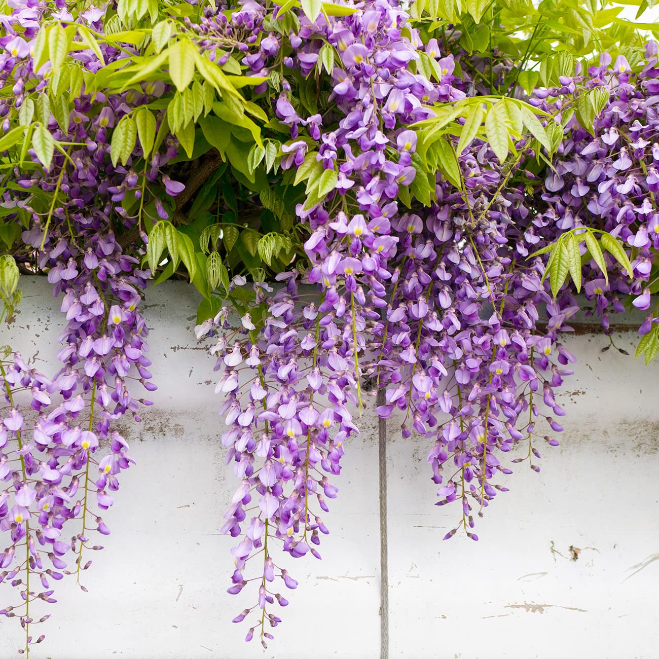 PERFECT PLANTS Blue Moon Wisteria Vine 3 Gallon | Live Shrub for Outdoor Planting | Fast Growing Vines for Trellis or Fence | Beautiful Flowers During Spring & Summer