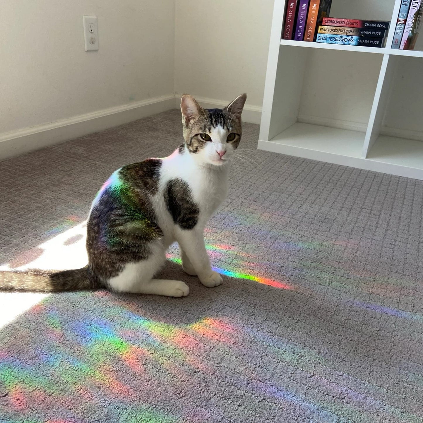 81 Pieces Circle Window Decals for Bird Strikes - Anti-Collision Clings to Save Birds,Non Adhesive Vinyl Rainbow Suncatch Stickers, Easy Remove No Residue and Reusable