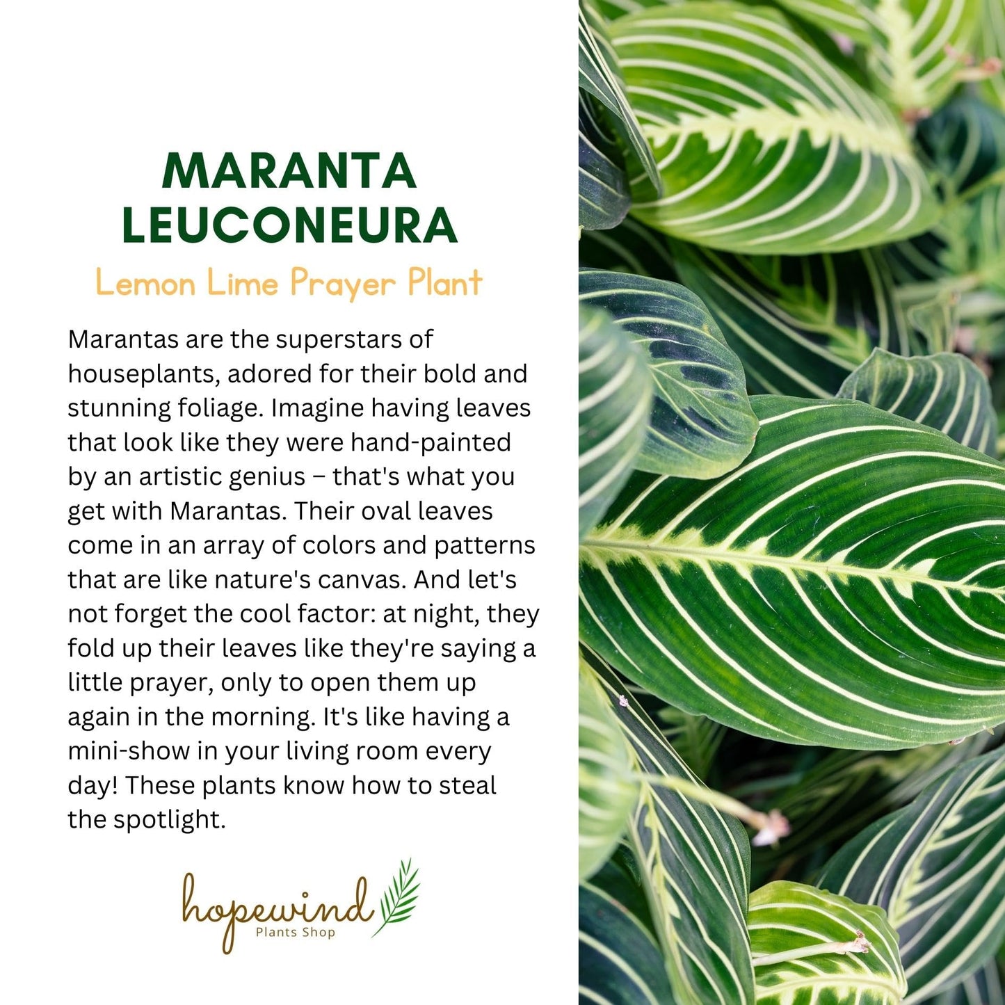 Live Plant, Lemon Lime Maranta Prayer Plant, Pet Friendly, Air Purifying Plant, Easy Care, Easy to Grow Live Indoor Plant, Houseplant, Rare Indoor Plant, Home Décor 4 inch White Pot
