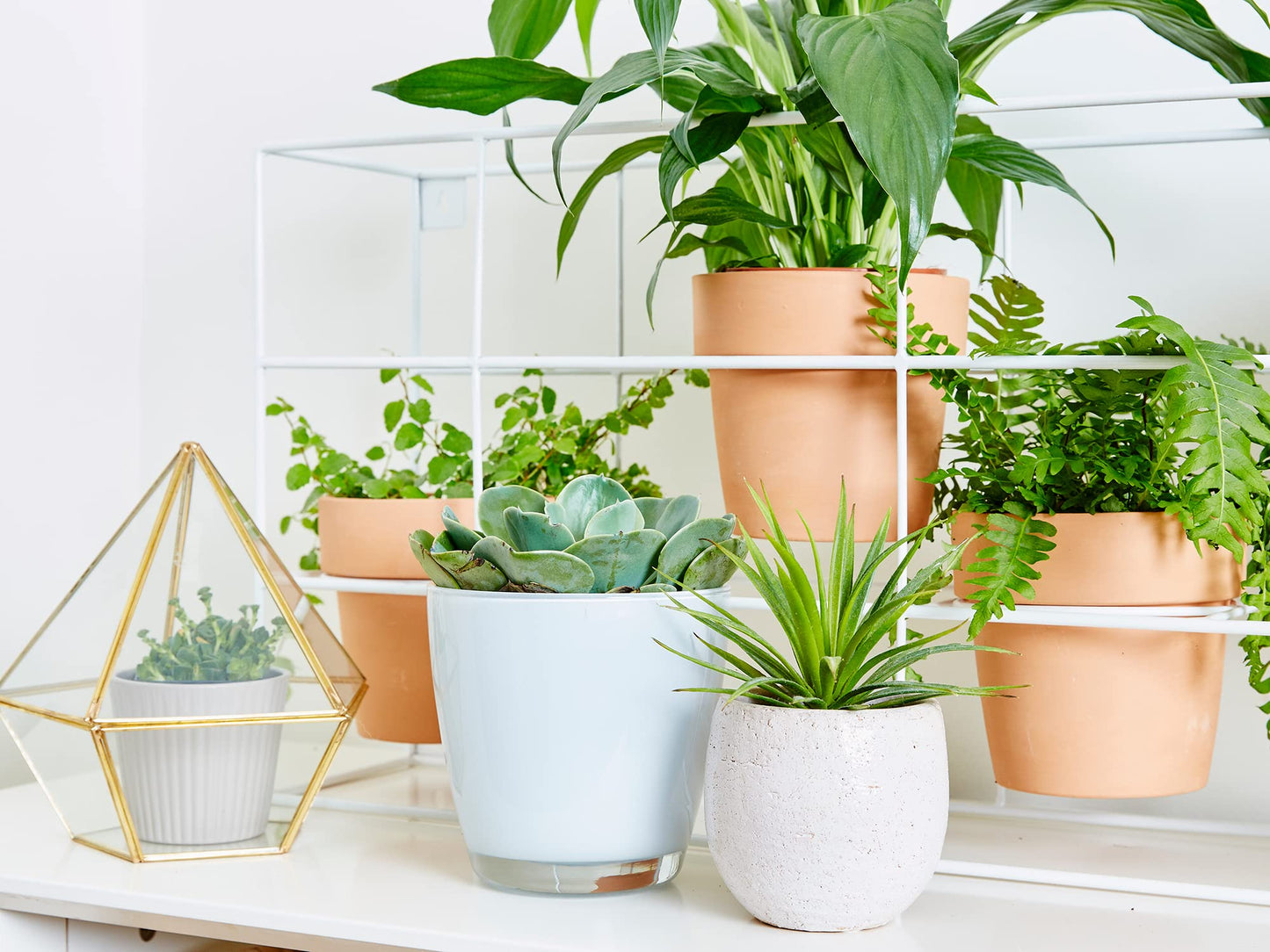 Indoor Fairy Garden Terrarium Houseplant Collection - 6 Live Plants in 2 Inch Pots - Grower's Choice Based on Health, Beauty and Availability - Florist Quality Air Purifying Indoor Plants