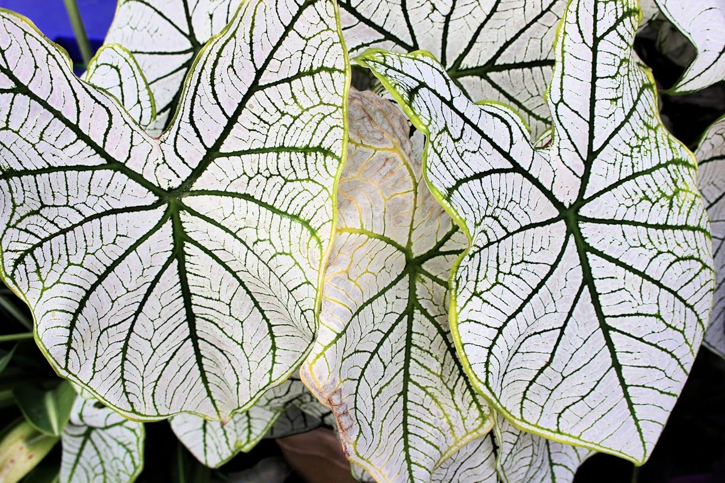 White Candidum Senor Caladium Bulbs for Planting - Perennial Hosta, Elephant Ears, Bulbs are 1.5-2.5" in Diameter (5 Bulbs)