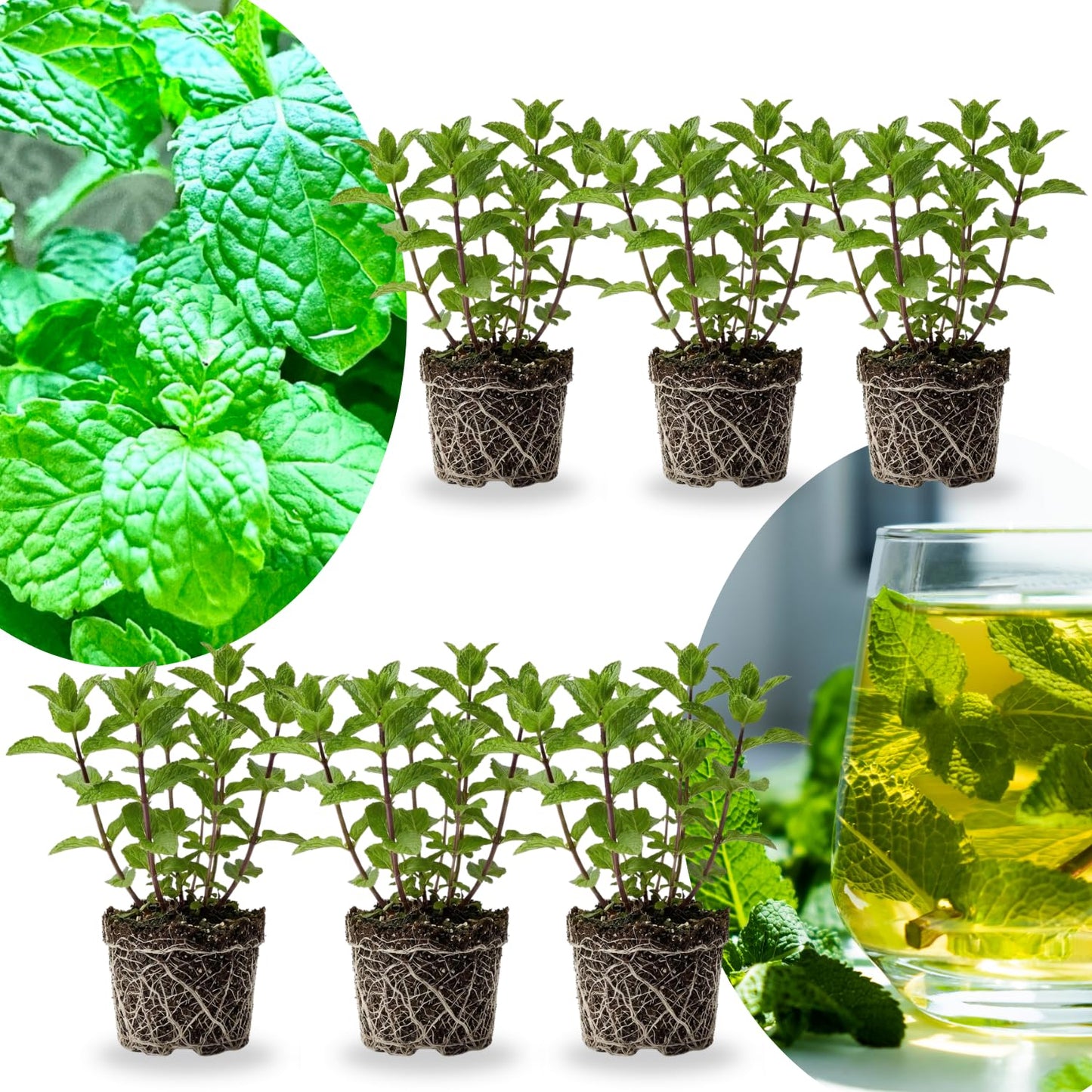 Set of 6 Spearmint Mint Live Herb Plants, 3–6 Inches Tall, Fragrant Mint Plants for Indoor Outdoor Garden, Patio, and Culinary Growing
