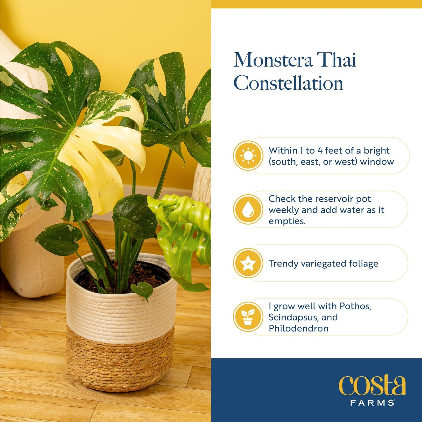 Costa Farms Live Plant, Thai Constellation Monstera House Plant, Decorative Plant Pot, Trending Tropicals Collection for Home and Room Decor, 2-3-Feet Tall