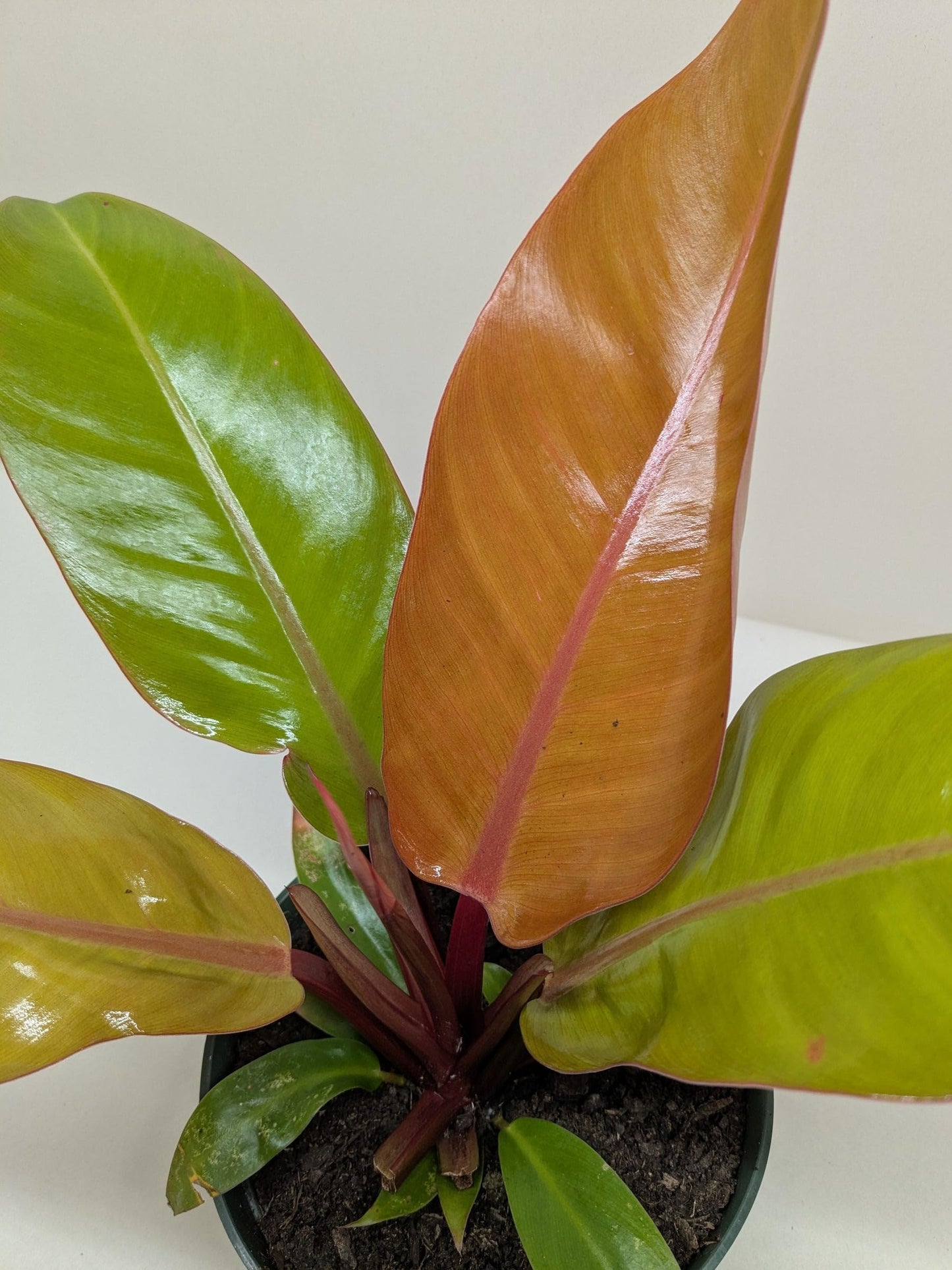 Philodendron 'Prince of Orange' | Live Plant for Indoor & Outdoor | for Living Room, Office, Bathroom | (6" Pot)