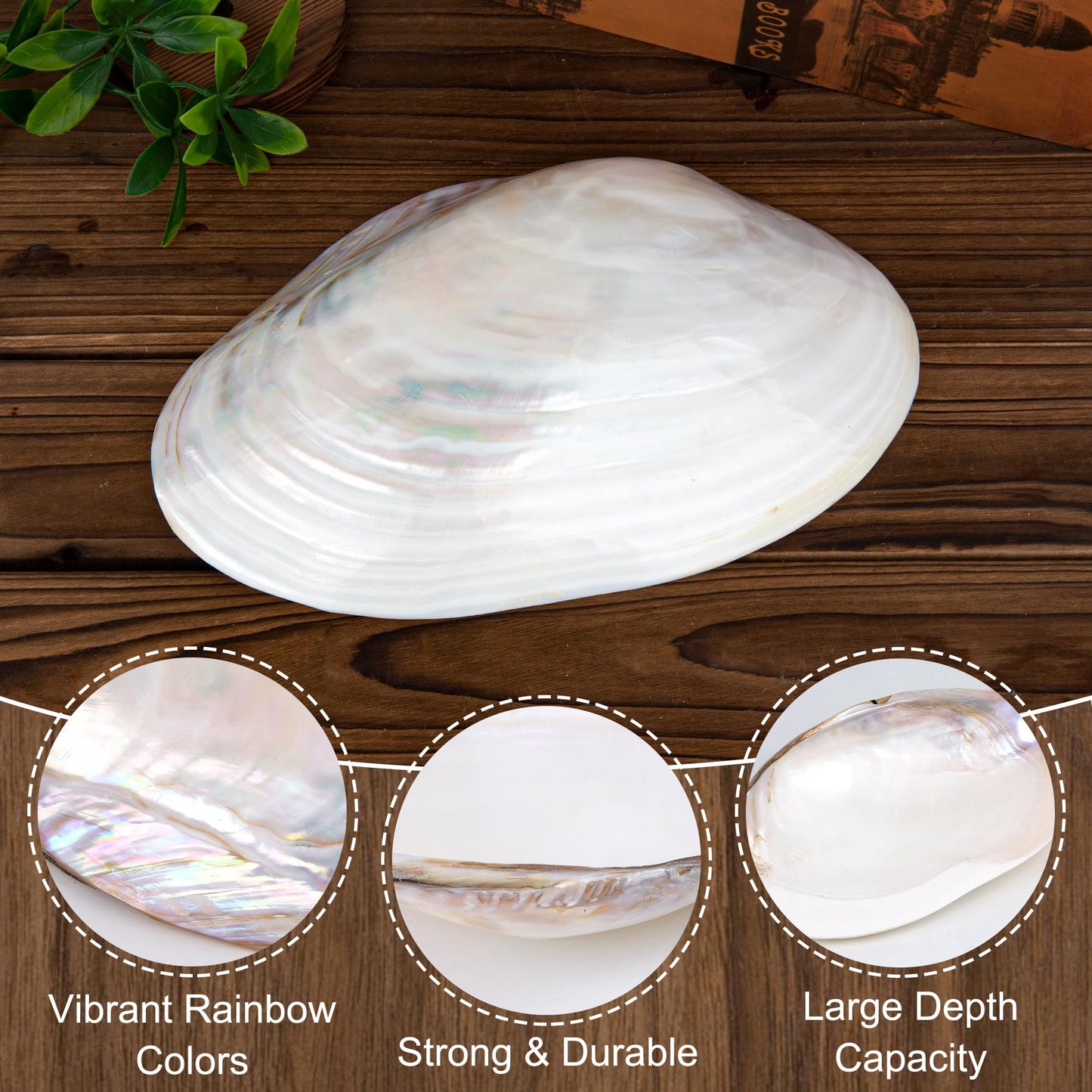 QEQEKAKA 11" Natural Seashell Decorative Bowl (Note: A base is required.) Extra Large Polishing Clam Shell Bowl for Crafts & Coastal Nautical Home,Beach Party Wedding Shell Home Decor