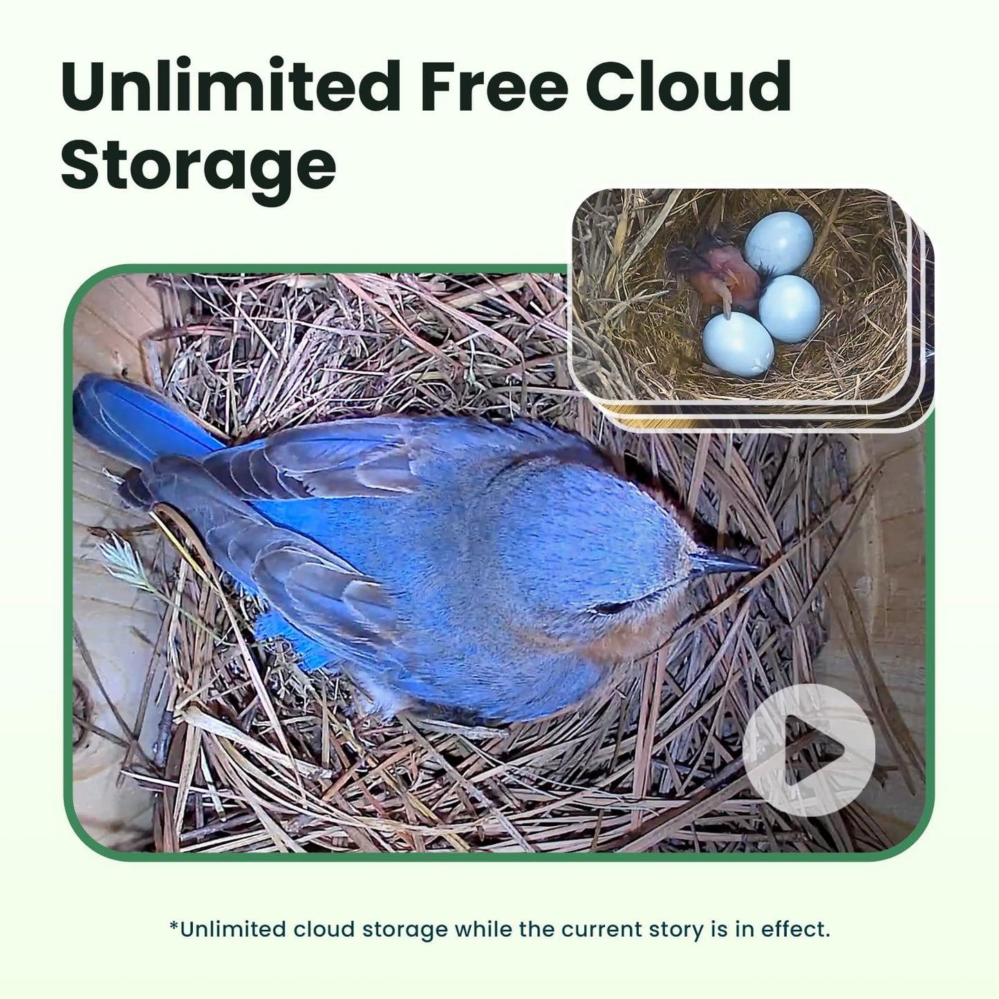 Birdfy Bird House with Camera Solar Powered with Iron Guard for Outside, AI Identify, 1080P HD & Night Vision for Bluebird Finch Swallow Wren Chickadee Nesting Watching, Auto Detect & Notify