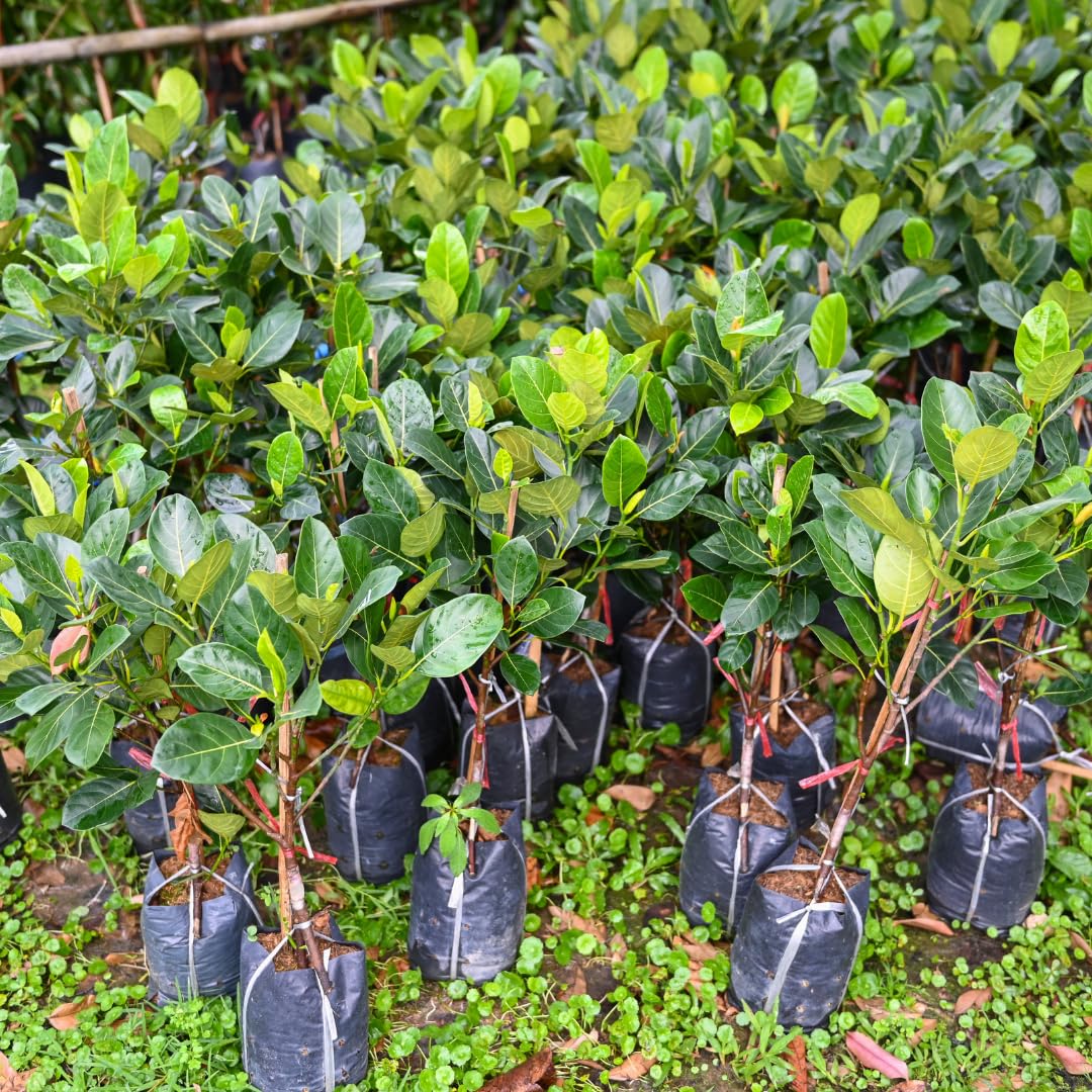 1 Year Old Jackfruit Tree Live Plant in Pot, 8-14" in Tall, Yellow Sweet Jackfruit Tropical Fruit Trees for Outdoor Planting