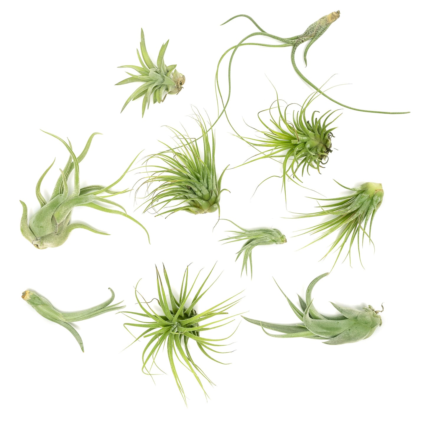 Air Plant Low Light House Plants Box 10PK, Tillandsia Air Plants Live Houseplants Live Indoor Plants Live Succulents Plants Live Terrarium Plants Live, Air Plant Holder Airplant Kit by Plants for Pets