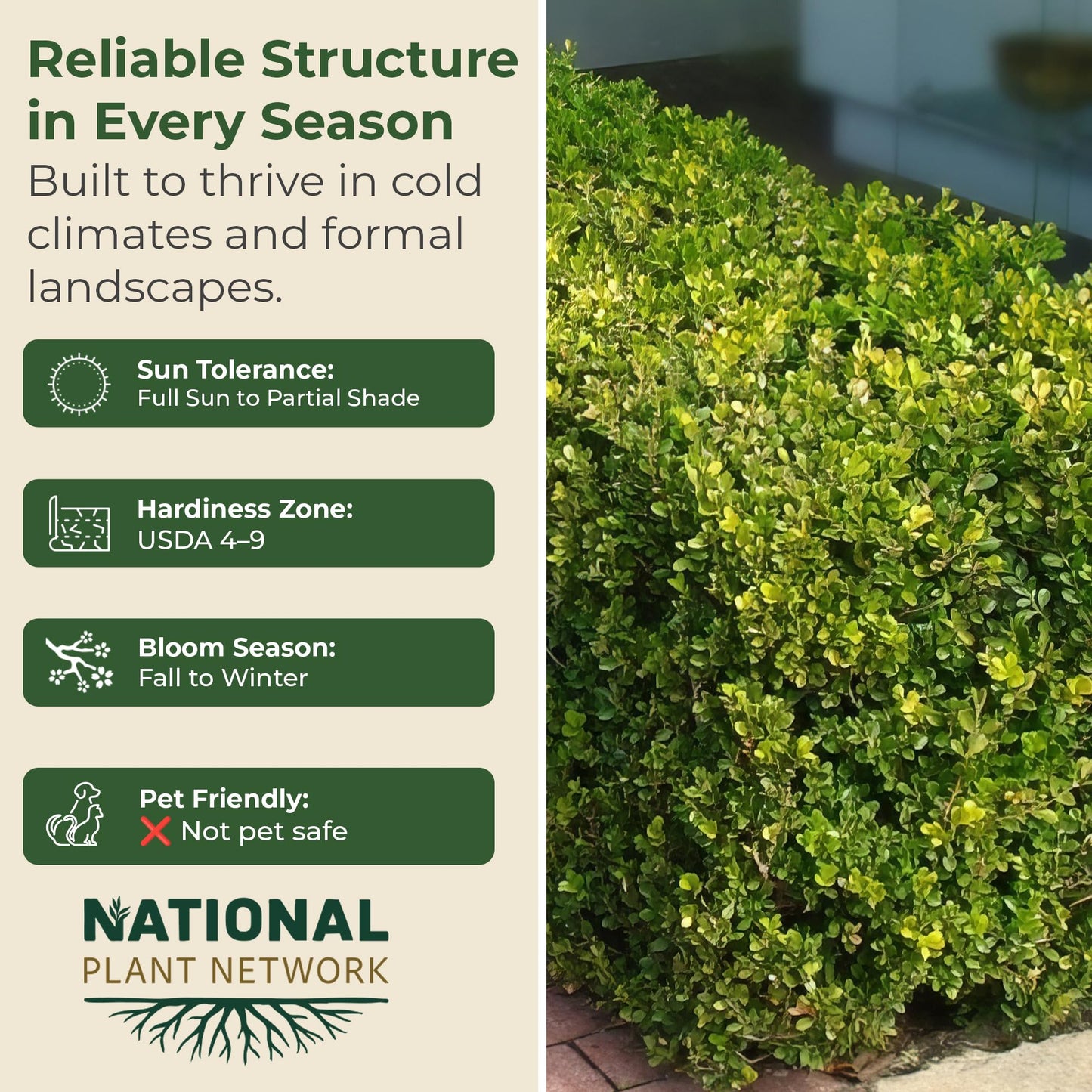 Wintergreen Boxwood Live Evergreen Shrub – Dense Green Foliage Grows Upto 4 ft in 1 Gal Grower Container – Easy-Prune Landscape Plant for Borders, Hedges & English Gardens, USDA Zones 4–9, 1-Pack