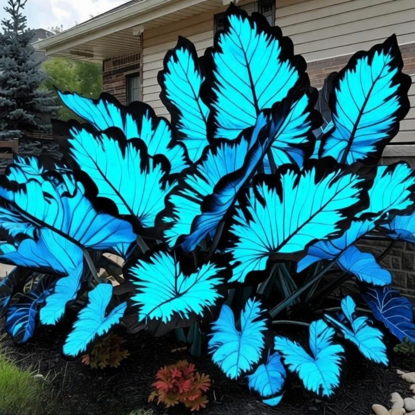 EDRHTJG Giant Leaf Foliage-Elephant Ear-Alocasia for Landscape Beautification-No Fuss-Natural Mixed Shades (6)
