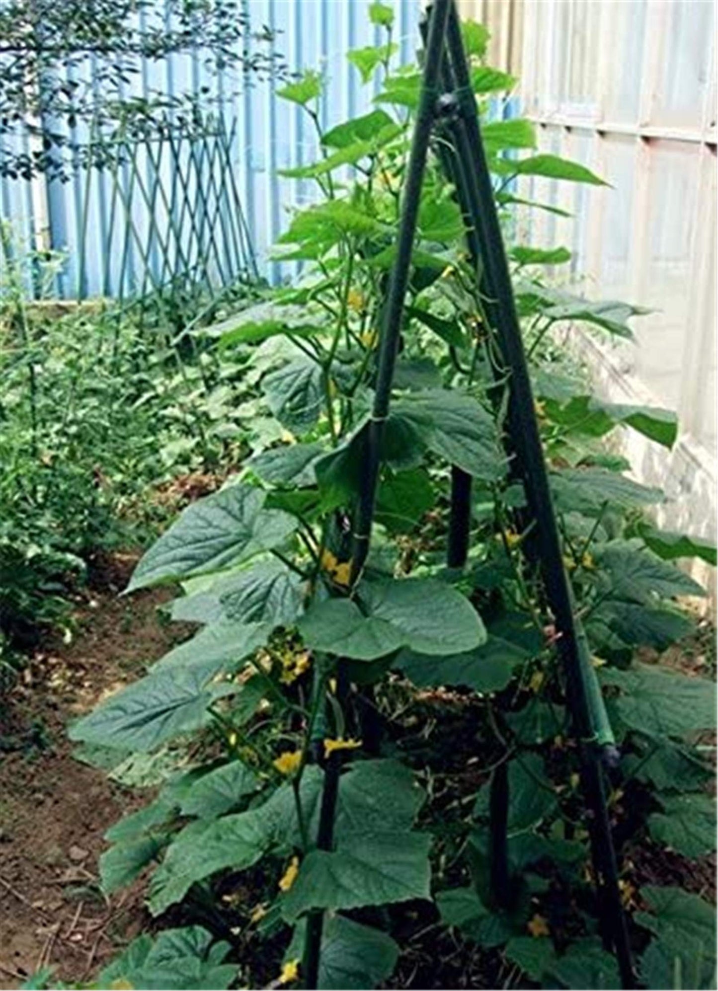 TINGYUAN Garden Stakes 36 Inches Steel Plant Stakes Tomato Stakes 3ft Pack of 25